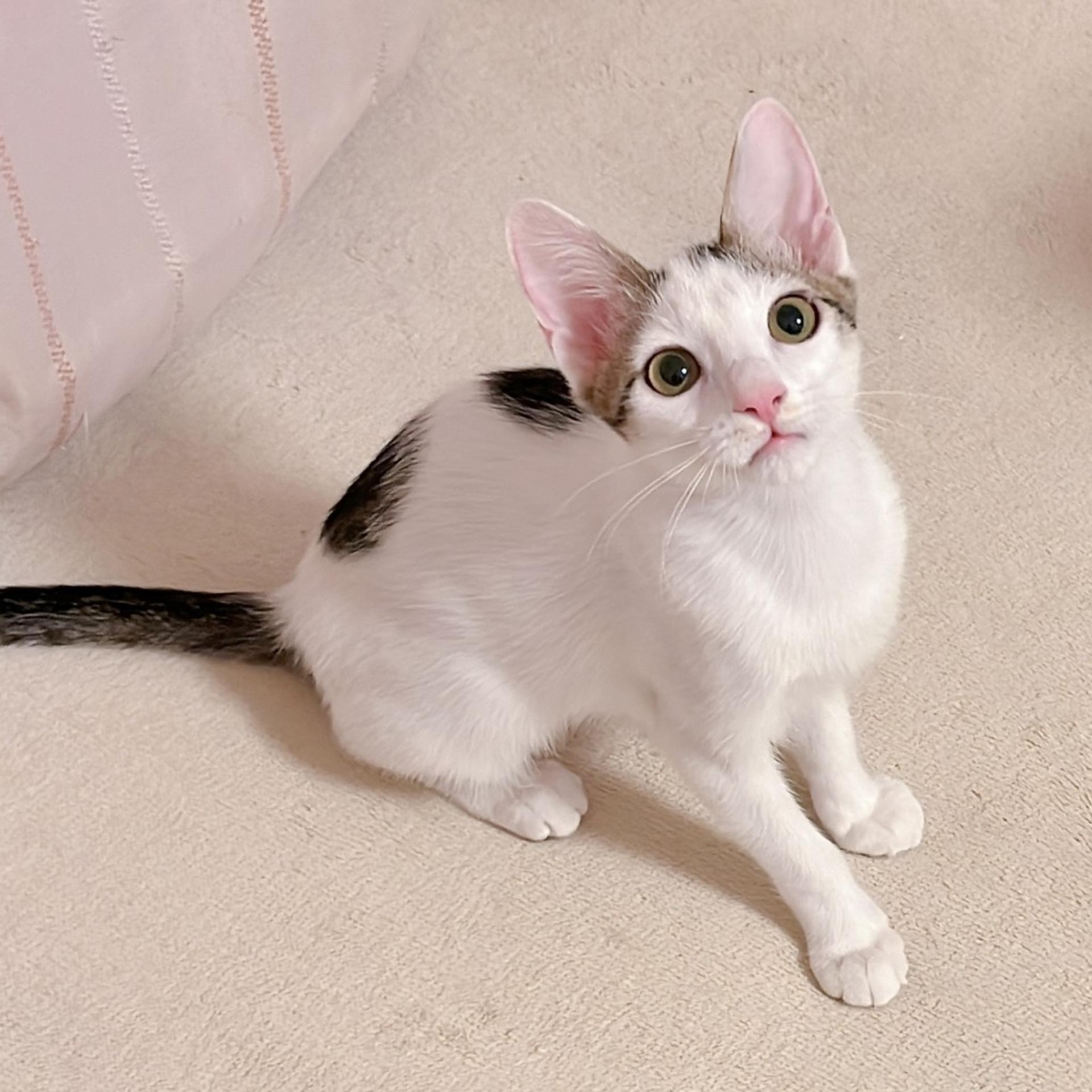 pet-image-2