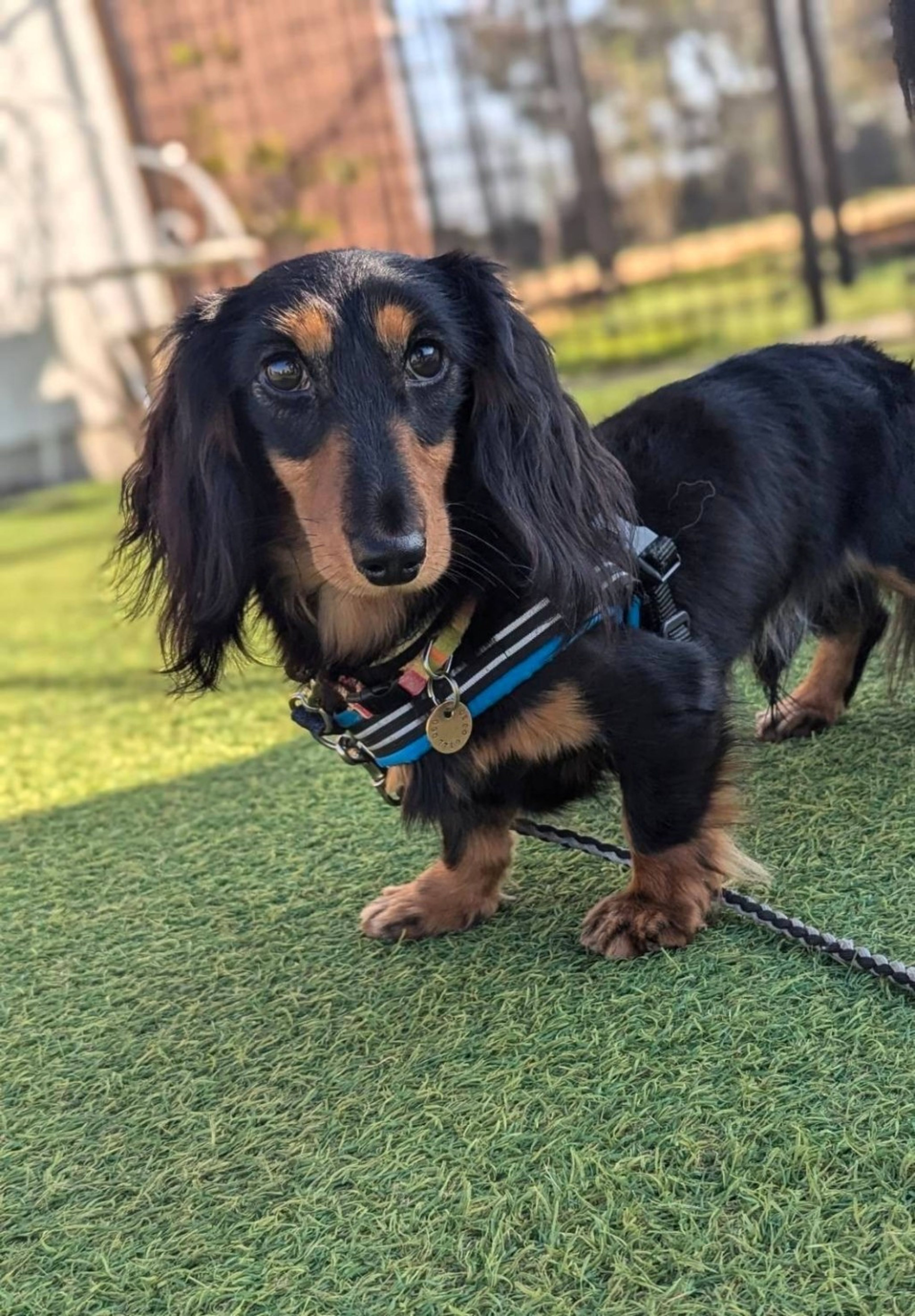 pet-image-2