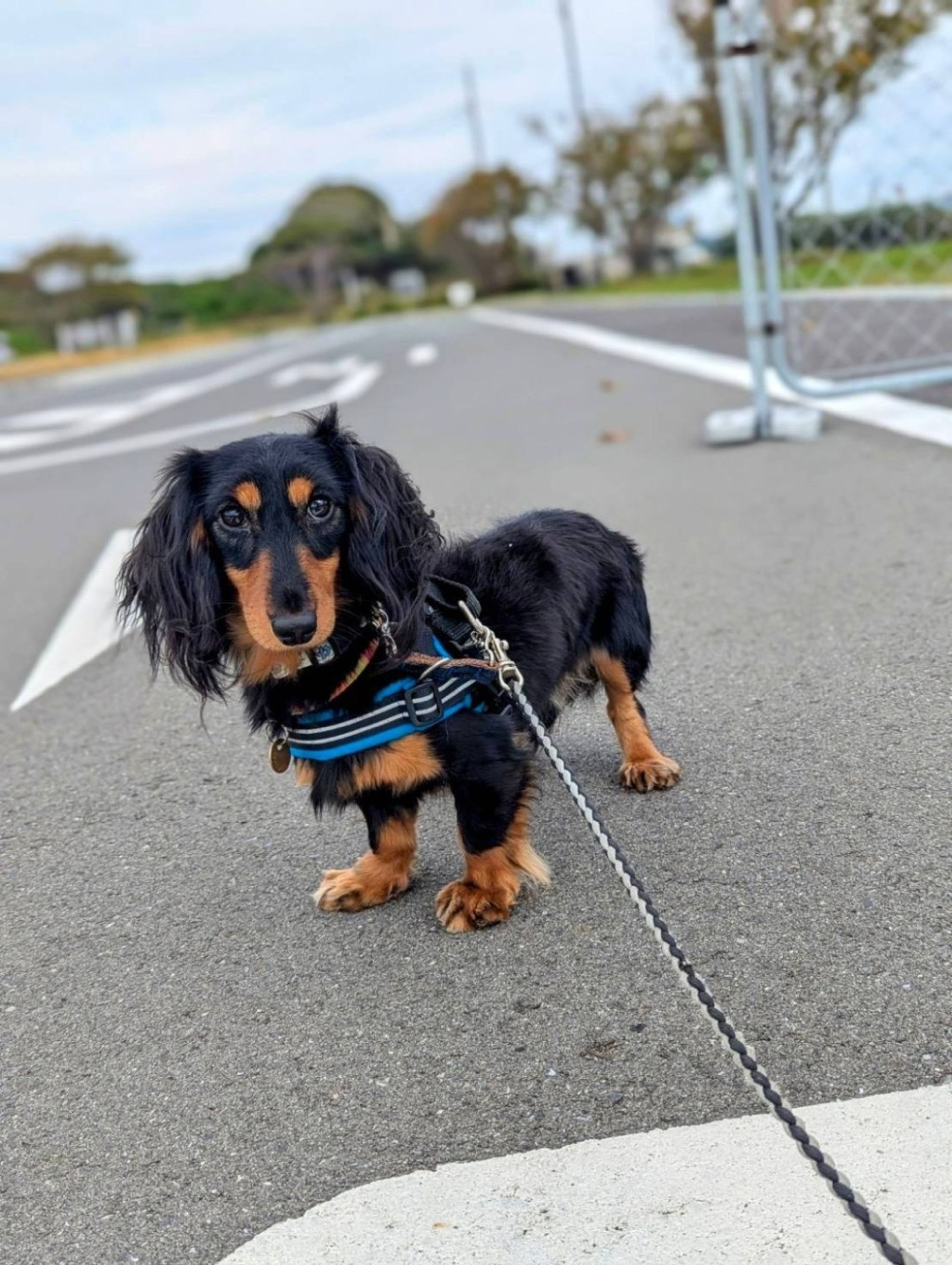 pet-image-3
