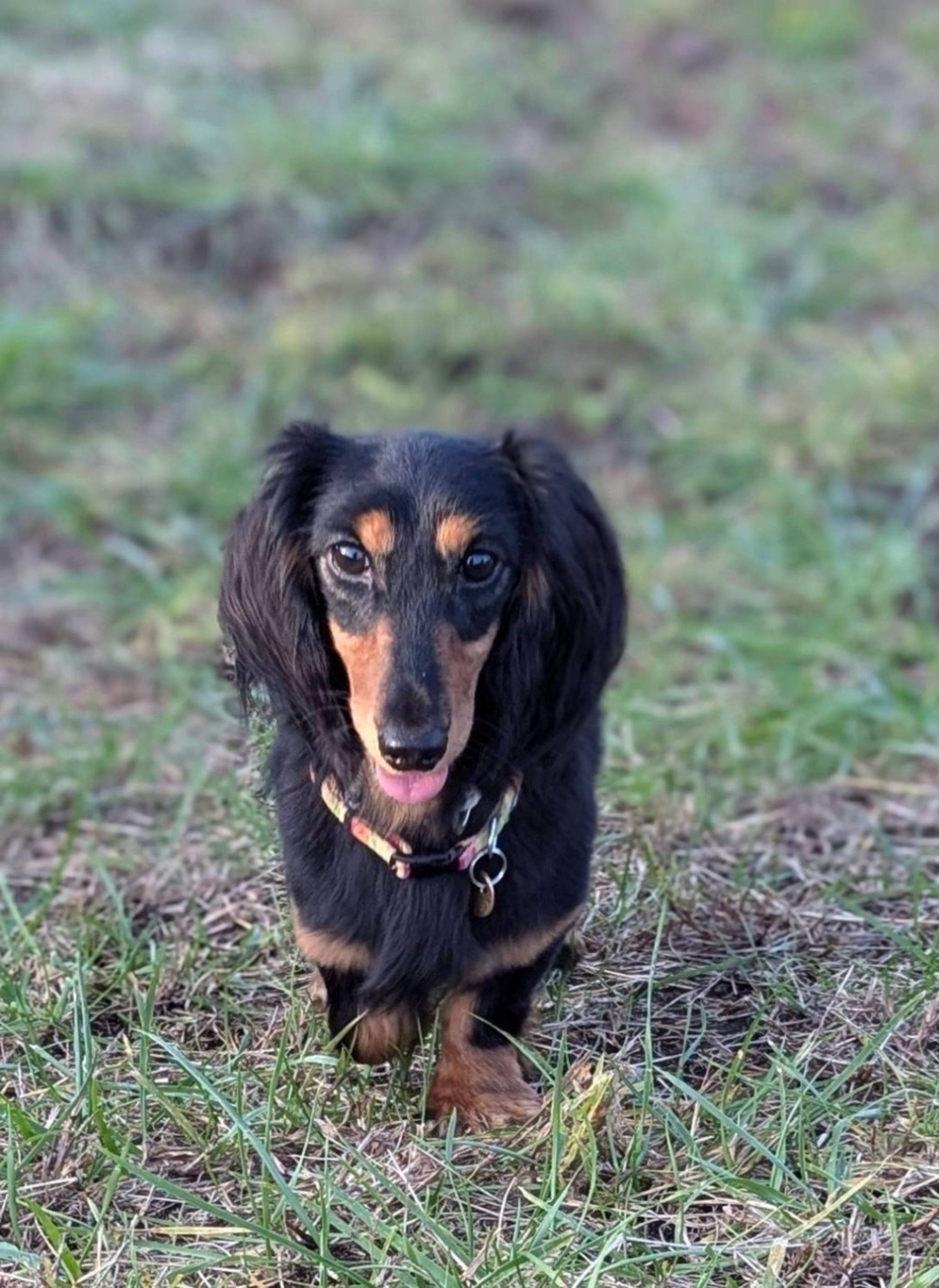 pet-image-4