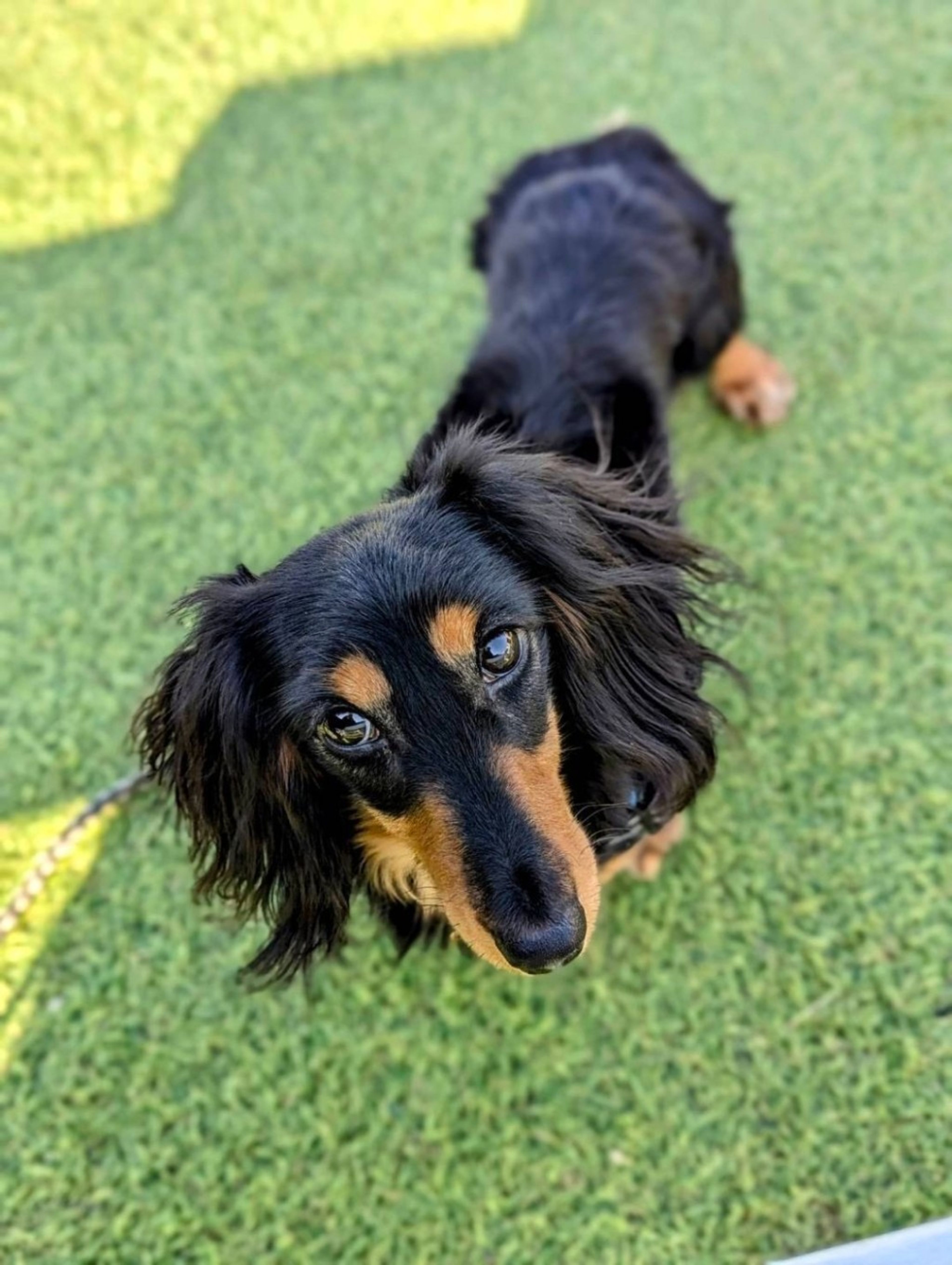 pet-image-5