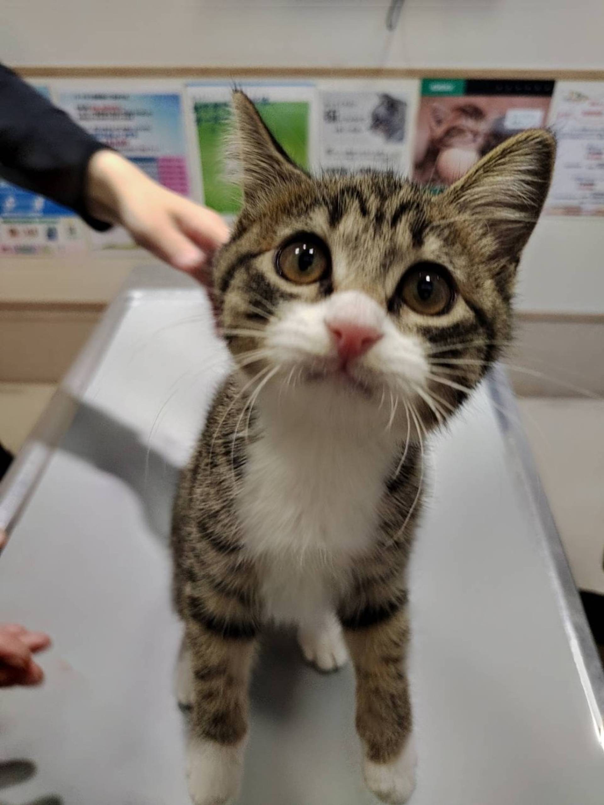 雑種（ミックス猫）・メスの里親募集の写真