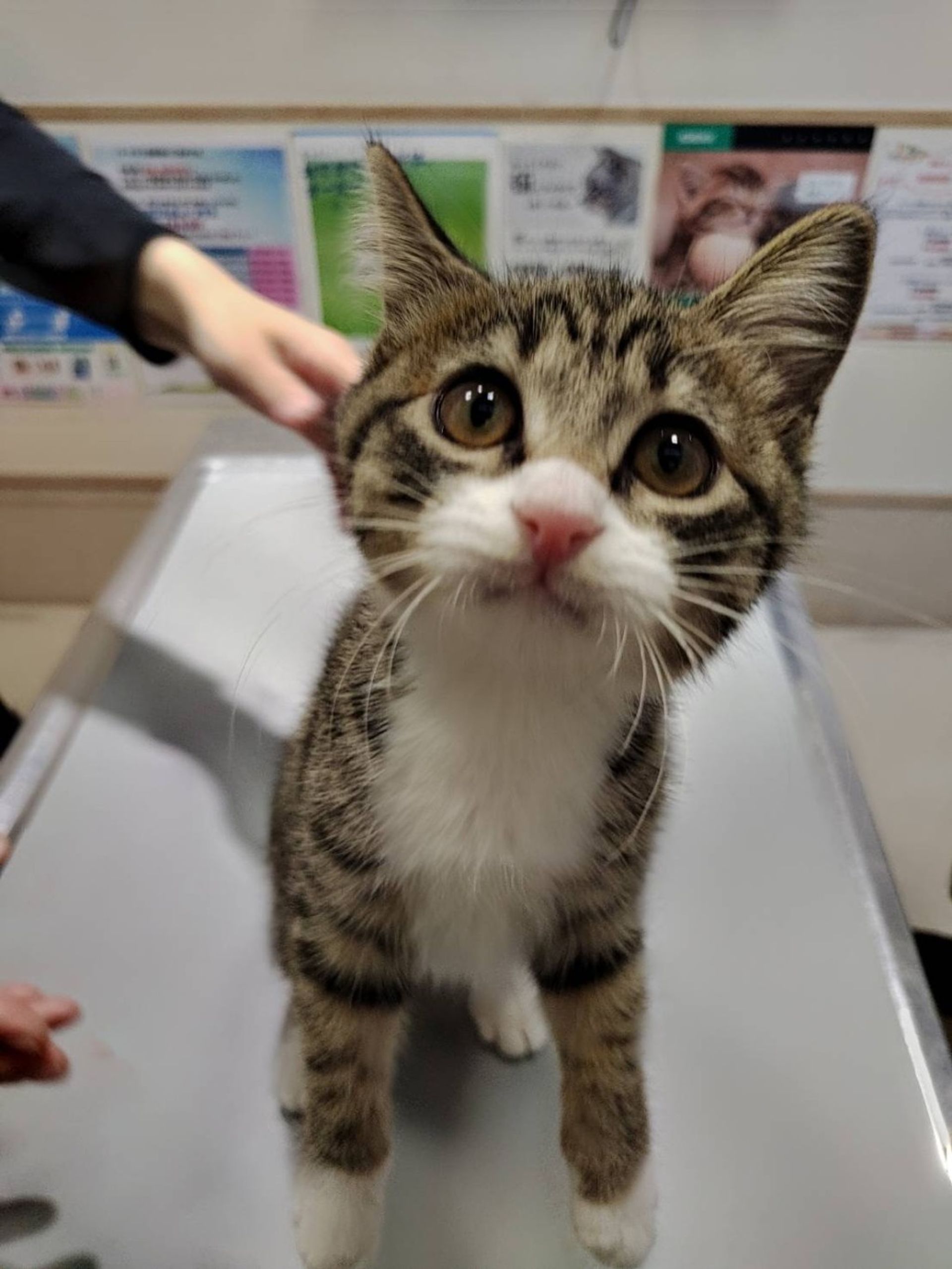 雑種（ミックス猫）・メスの里親募集の写真