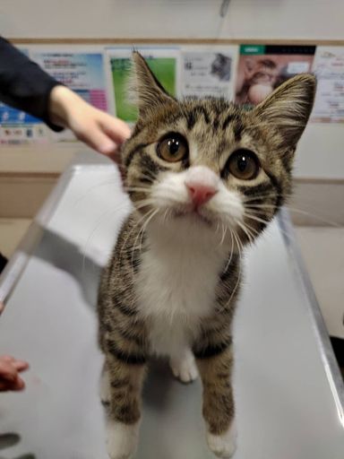 じゅげむちゃんの写真