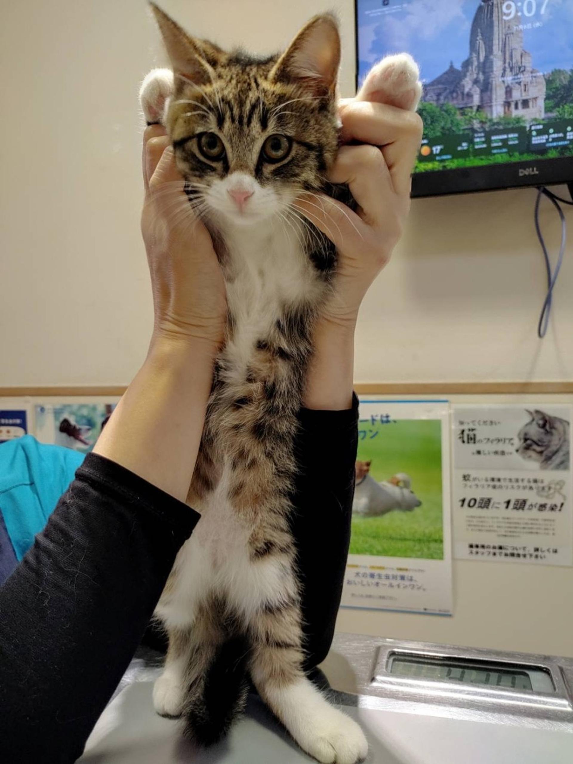 pet-image-2