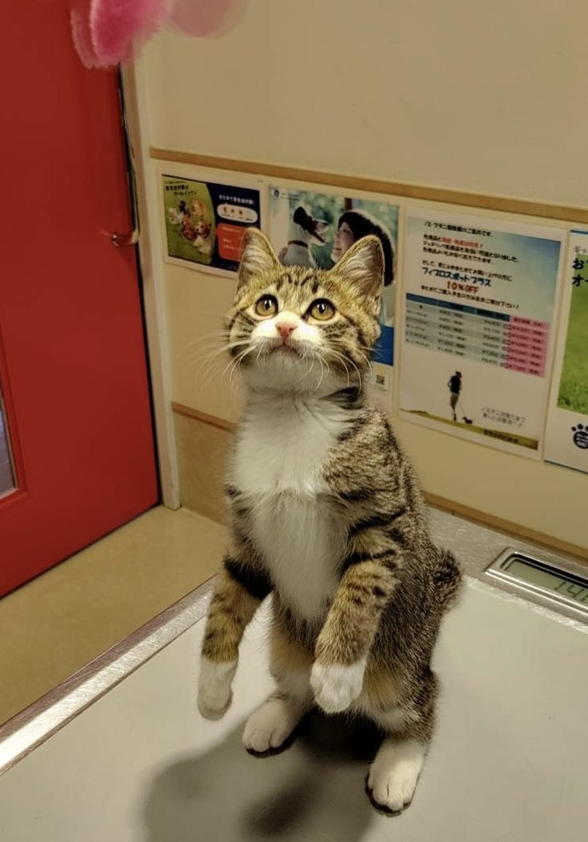 pet-image-4