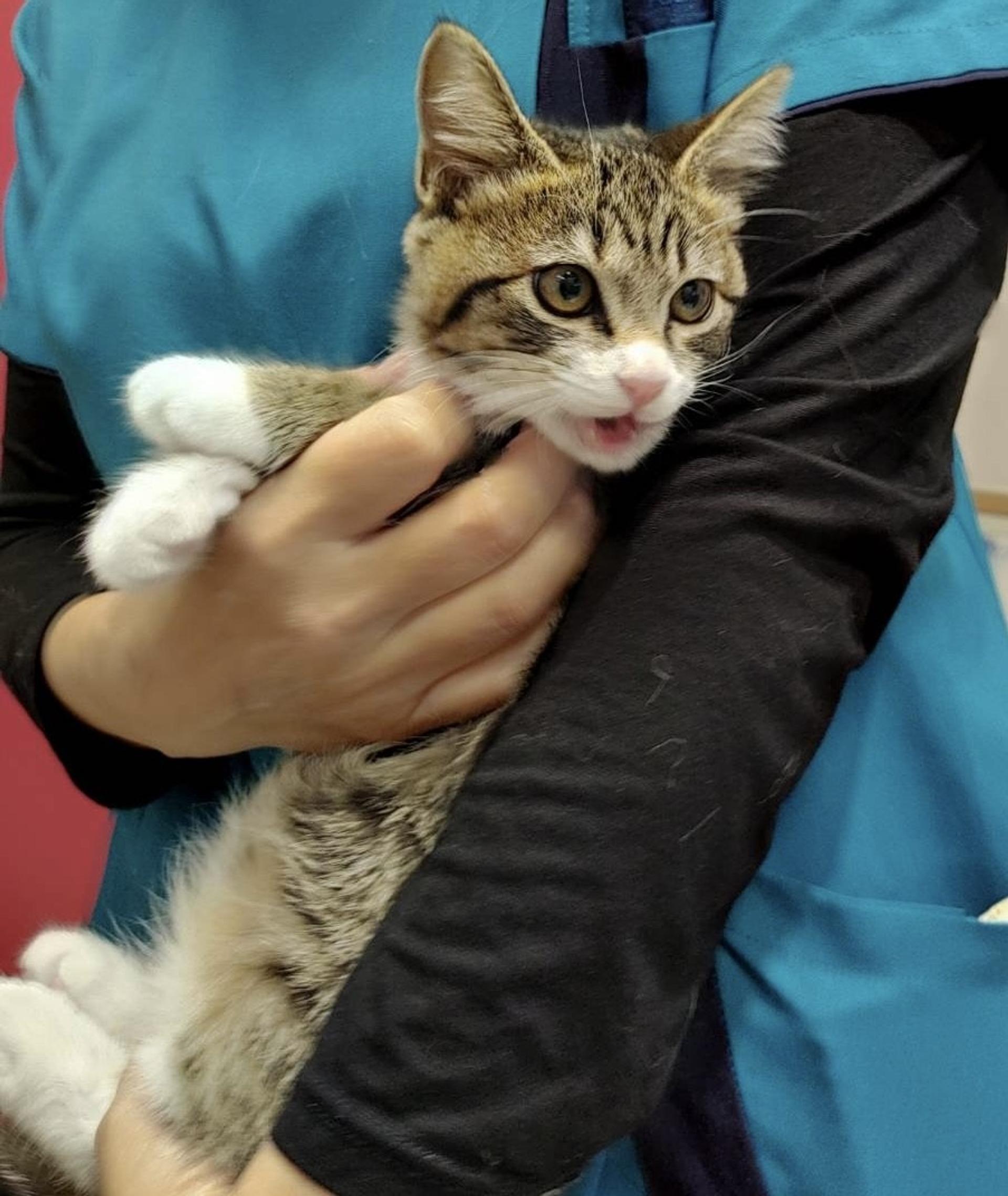 pet-image-5