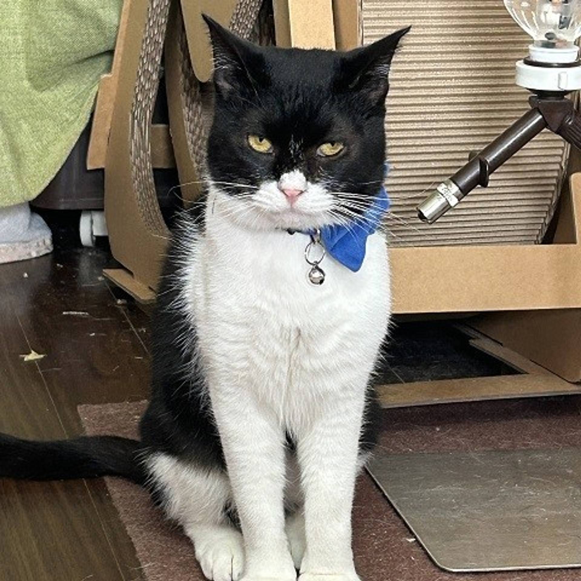 雑種（ミックス猫）・オスの里親募集の写真