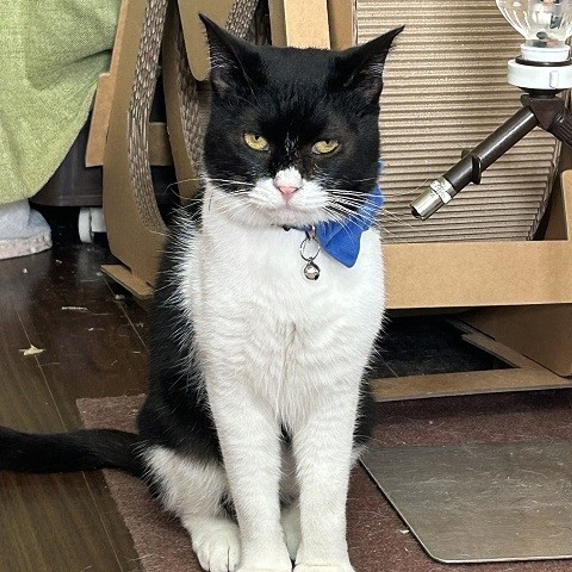 雑種（ミックス猫）・オスの里親募集の写真