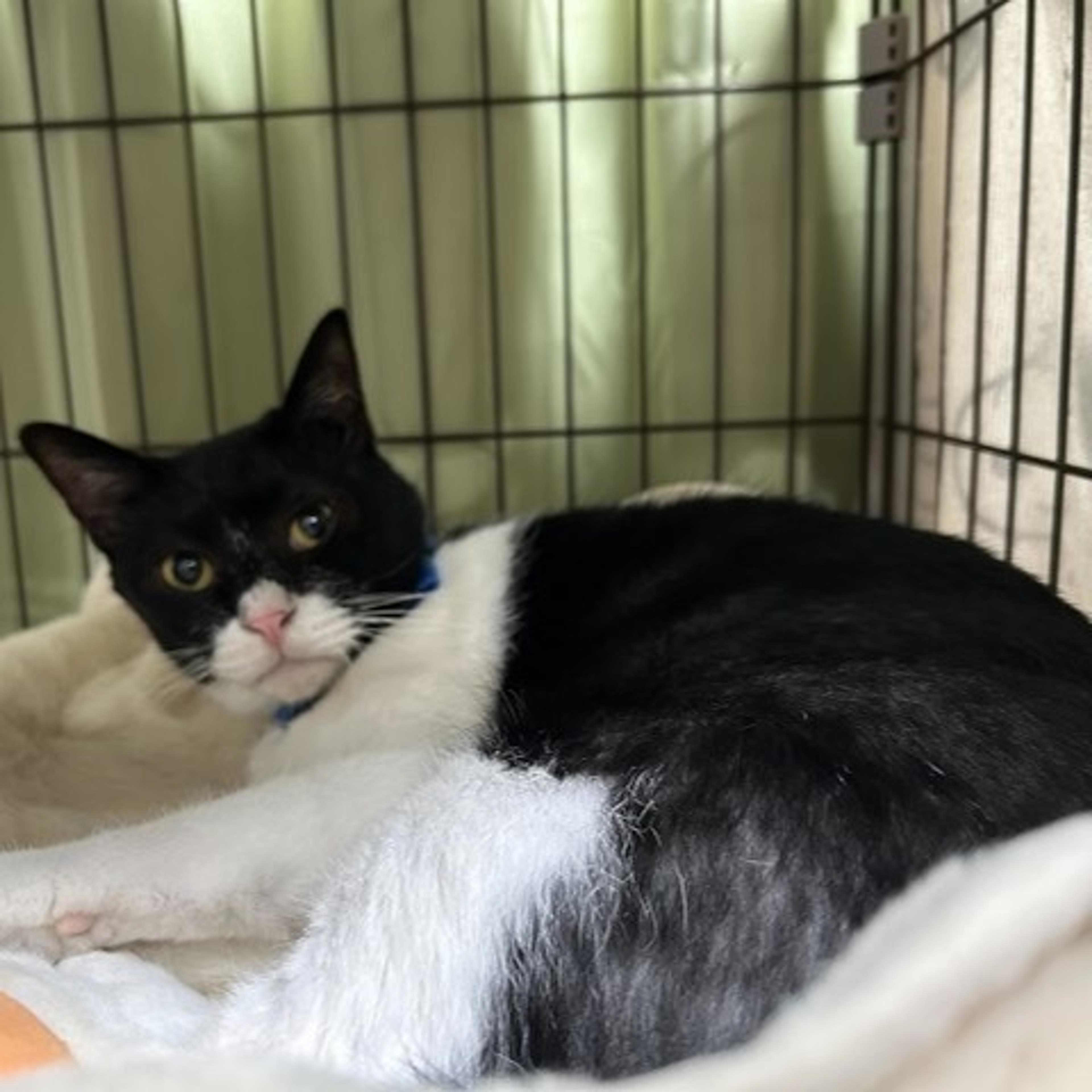 pet-image-2