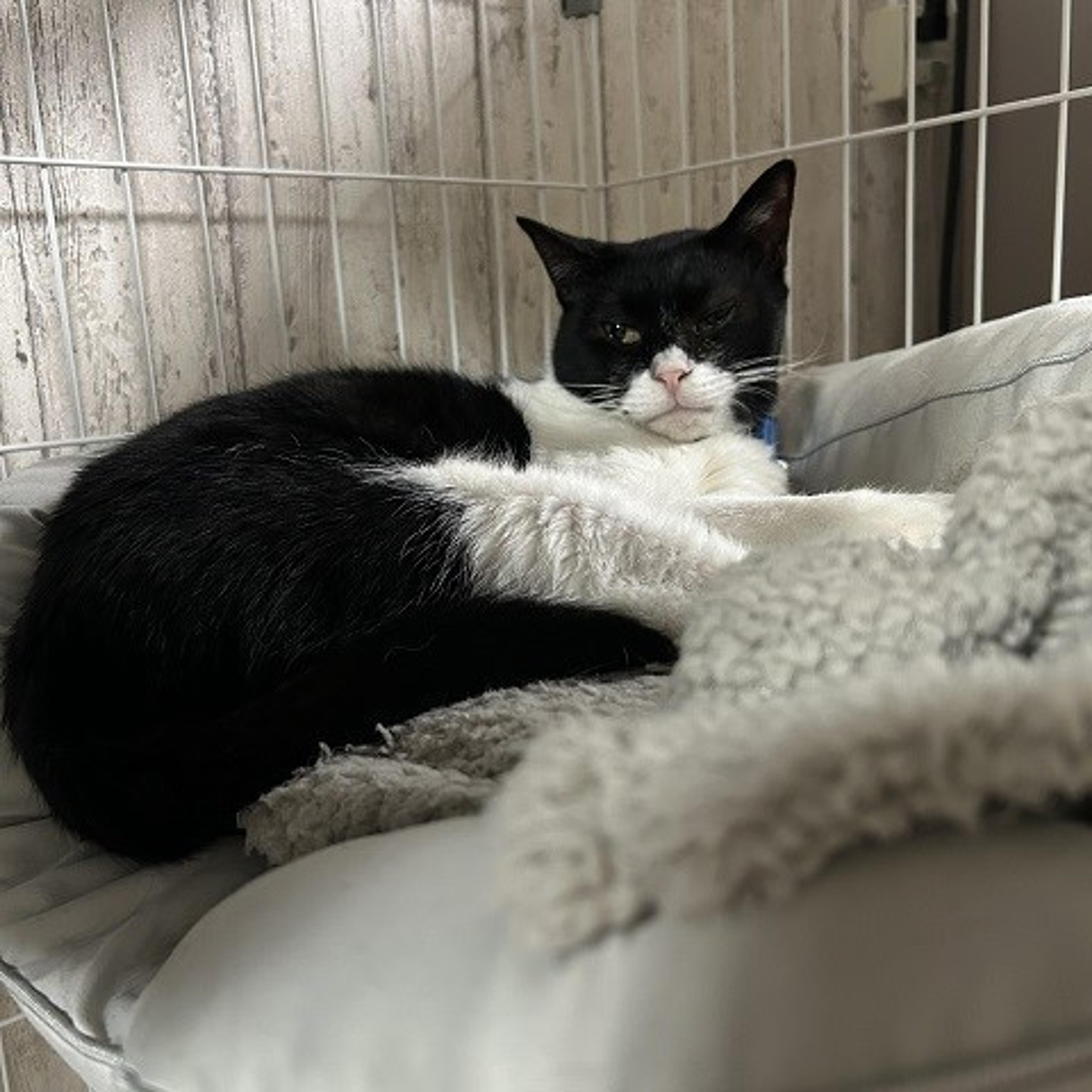pet-image-3