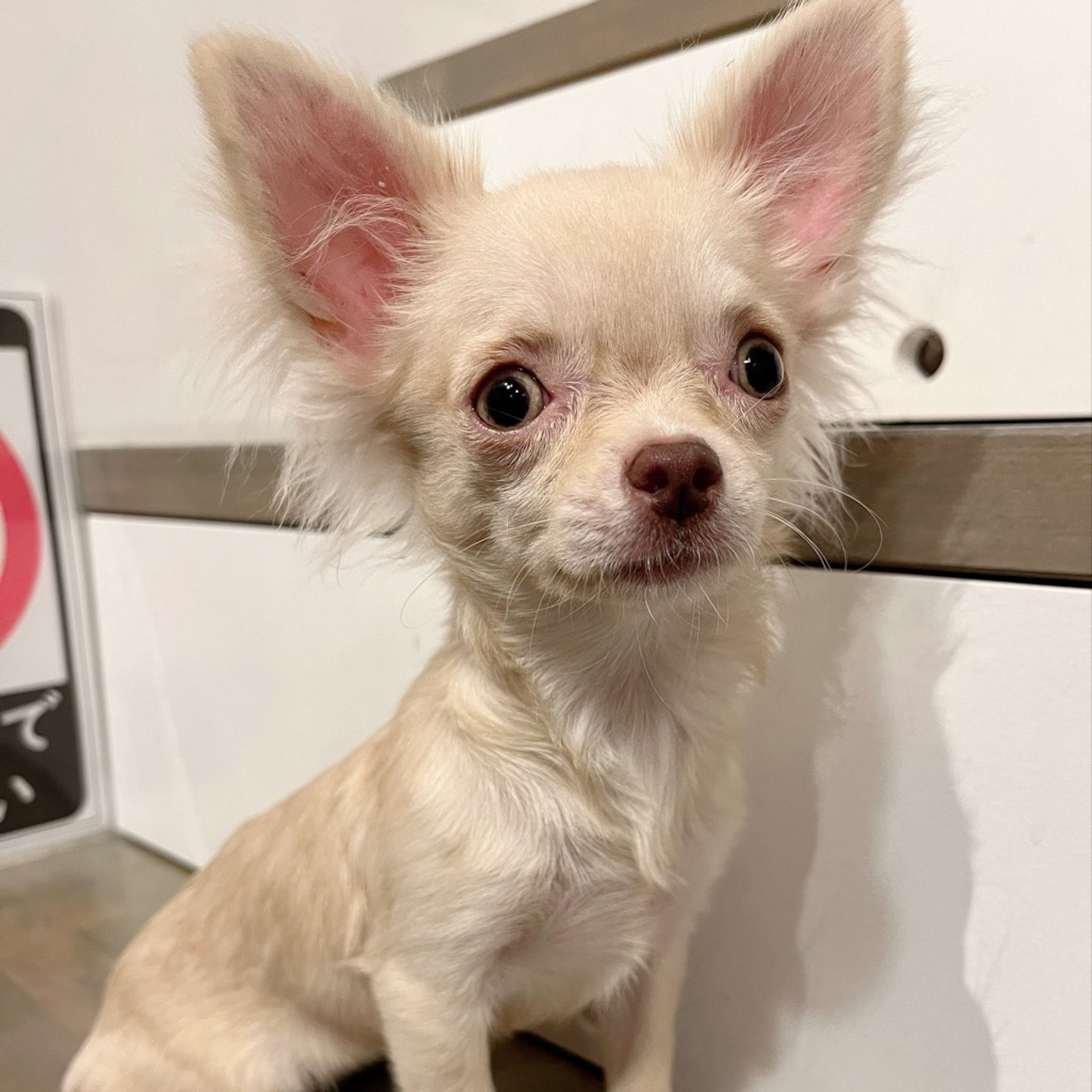 pet-image-4
