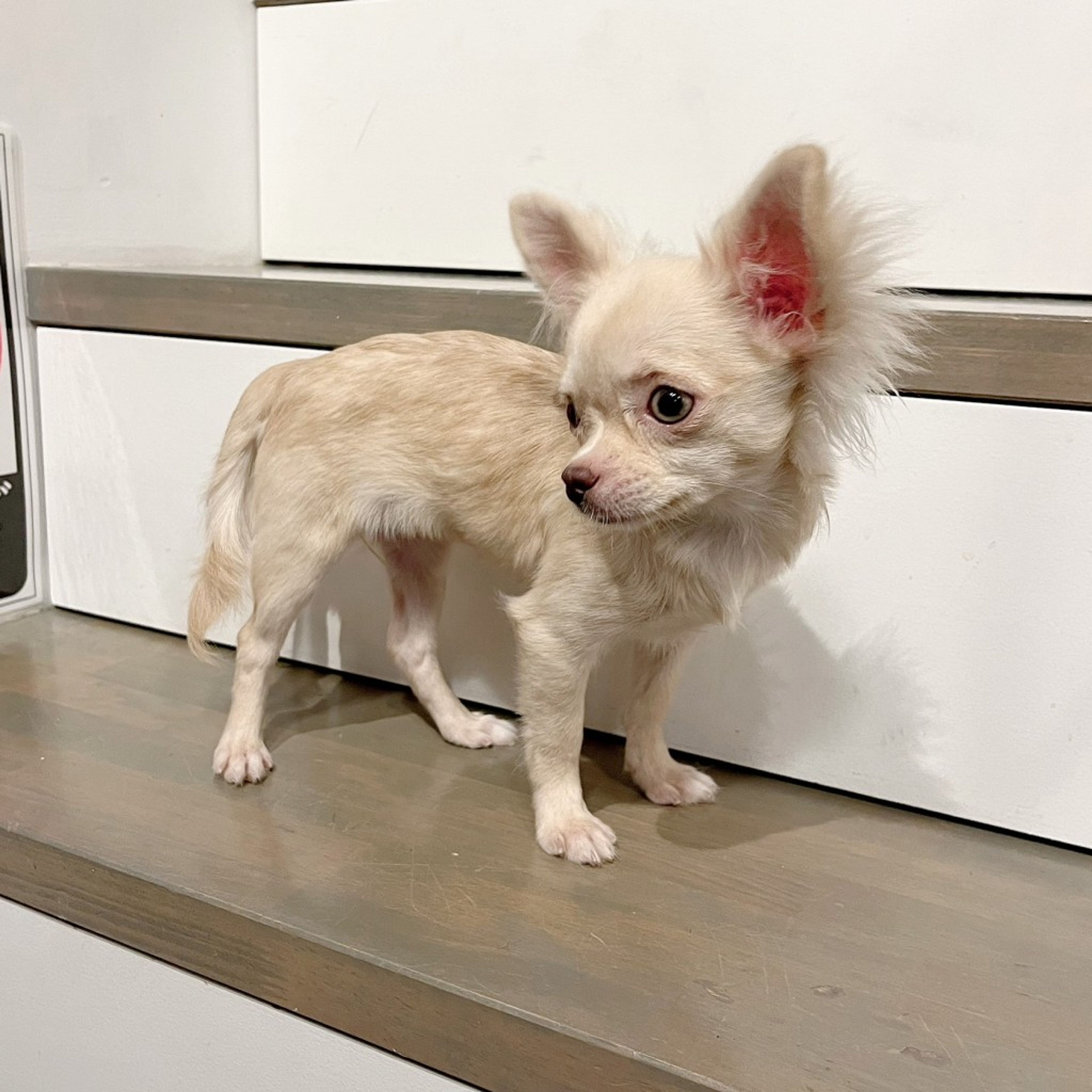 pet-image-5