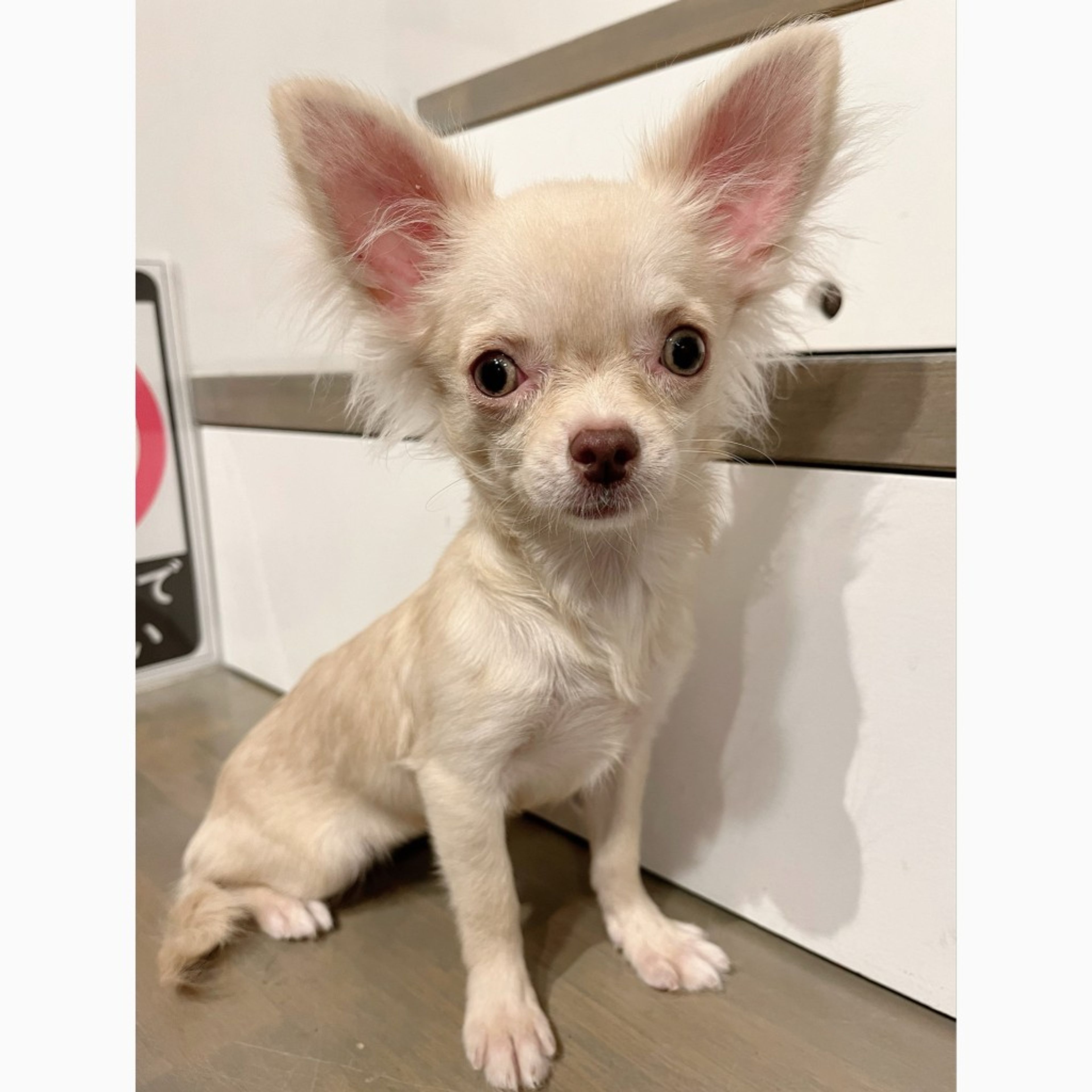 pet-image-3