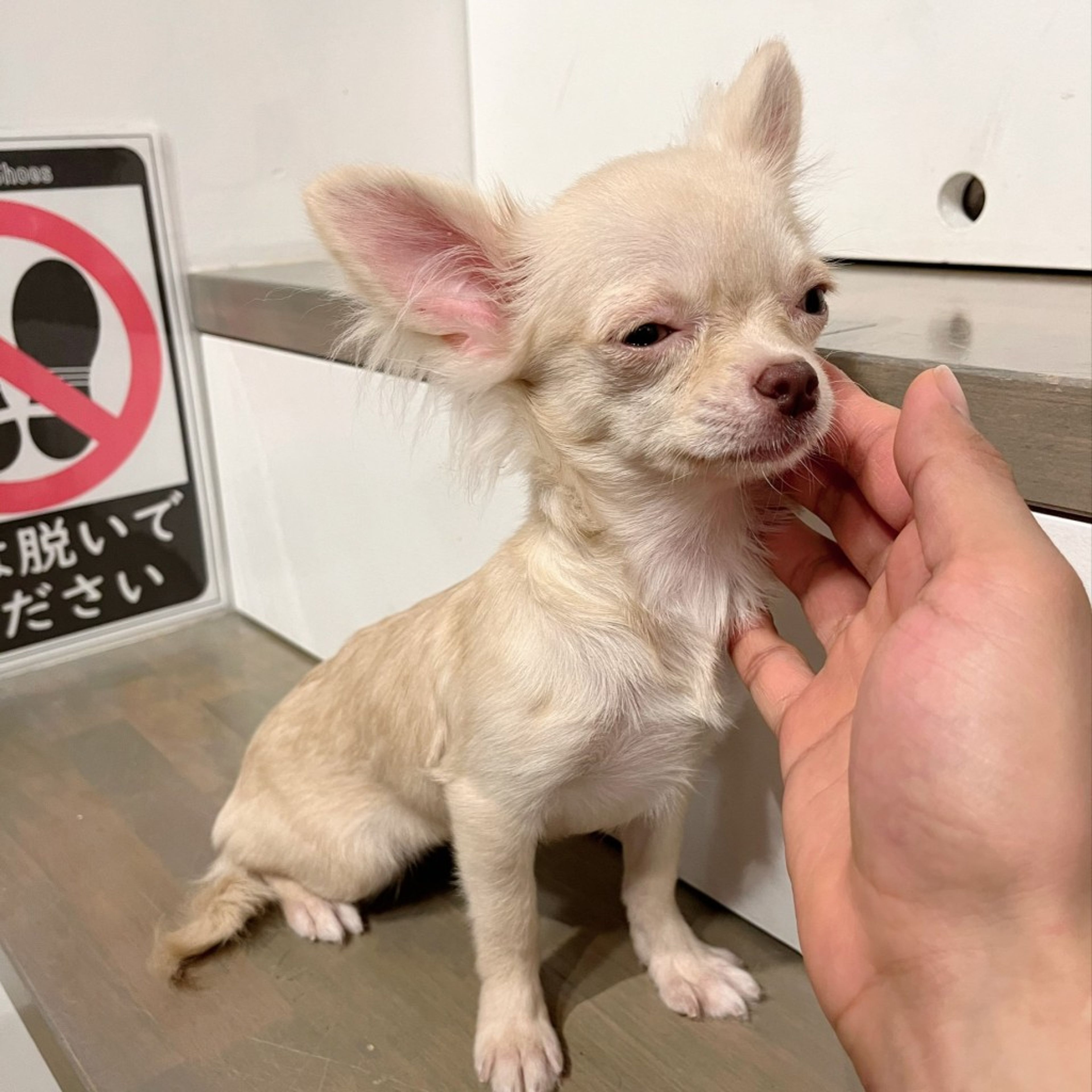 pet-image-6