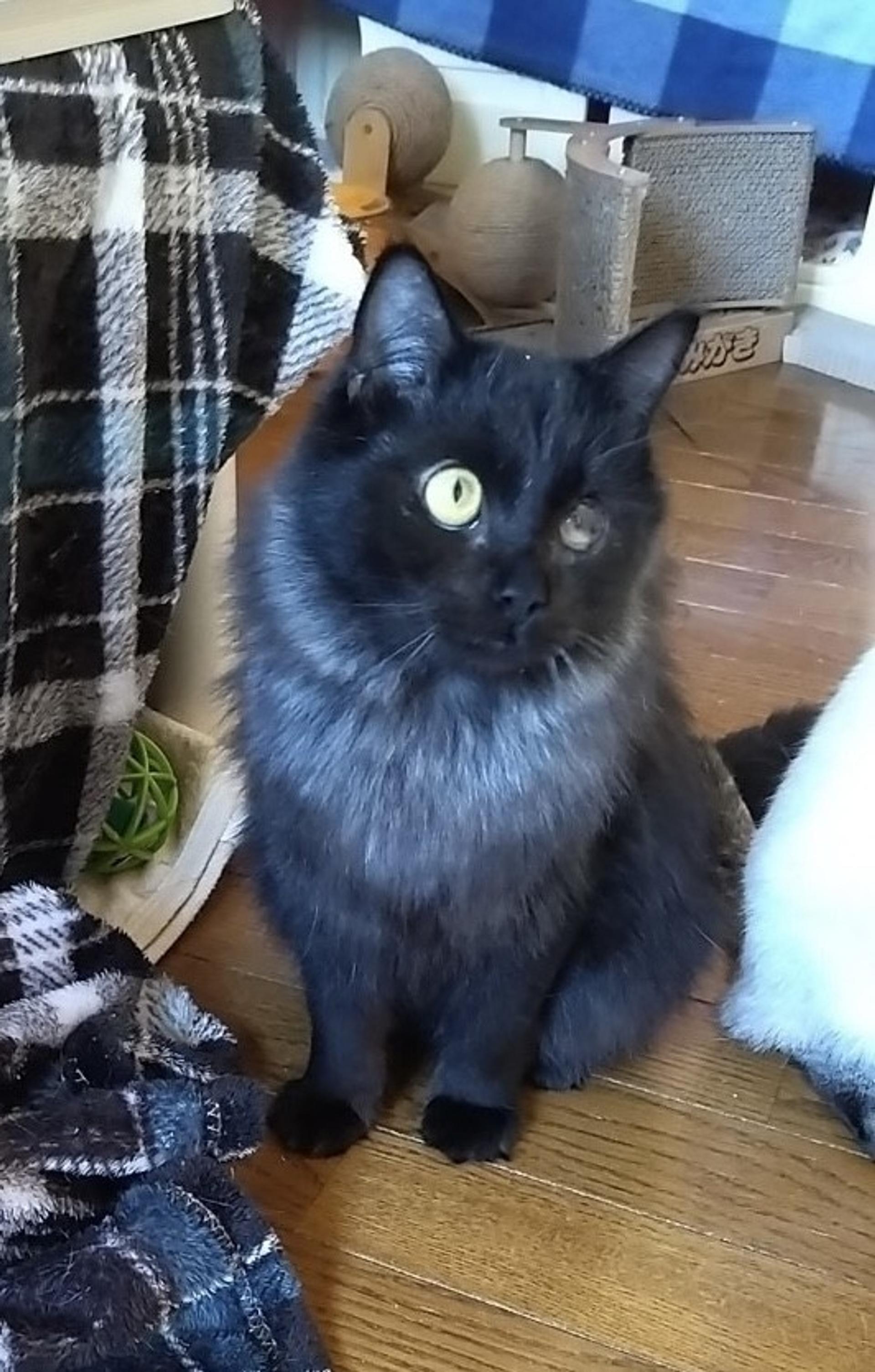 pet-image-2
