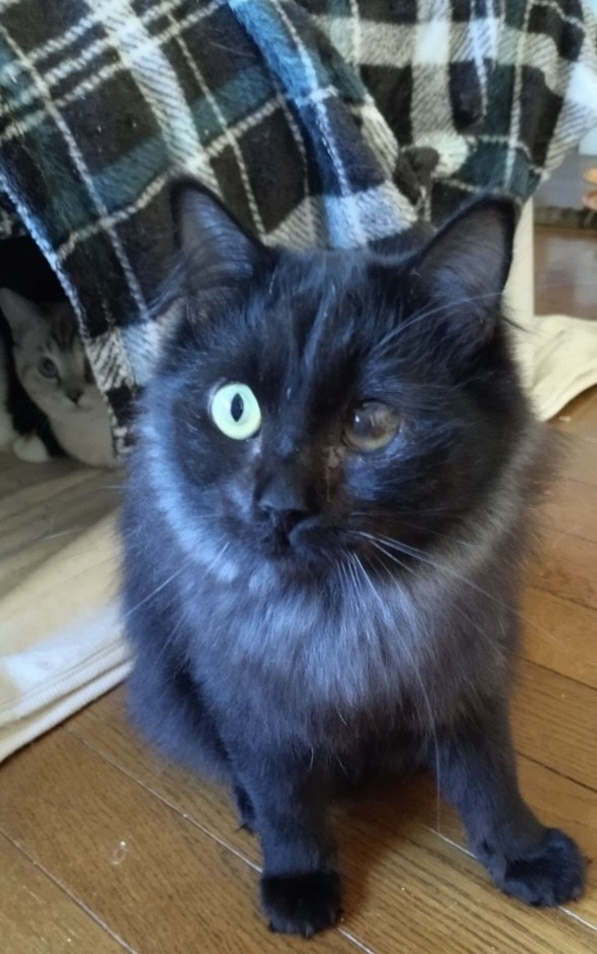 雑種（ミックス猫）・オスの里親募集の写真