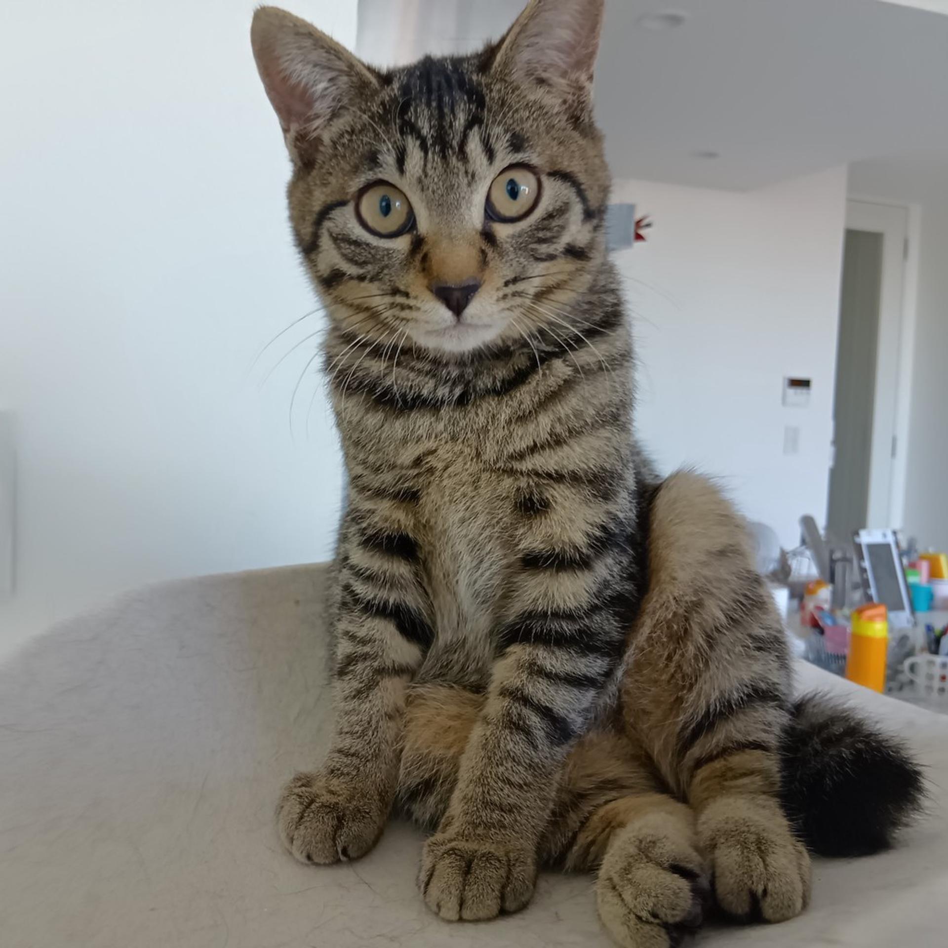 pet-image-8