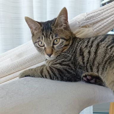 みかん