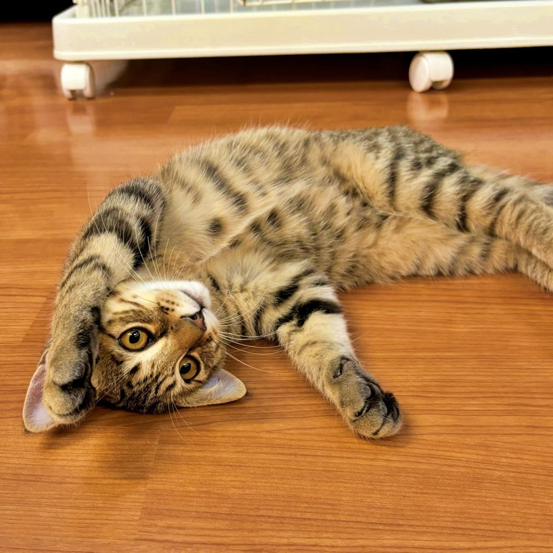 pet-image-2