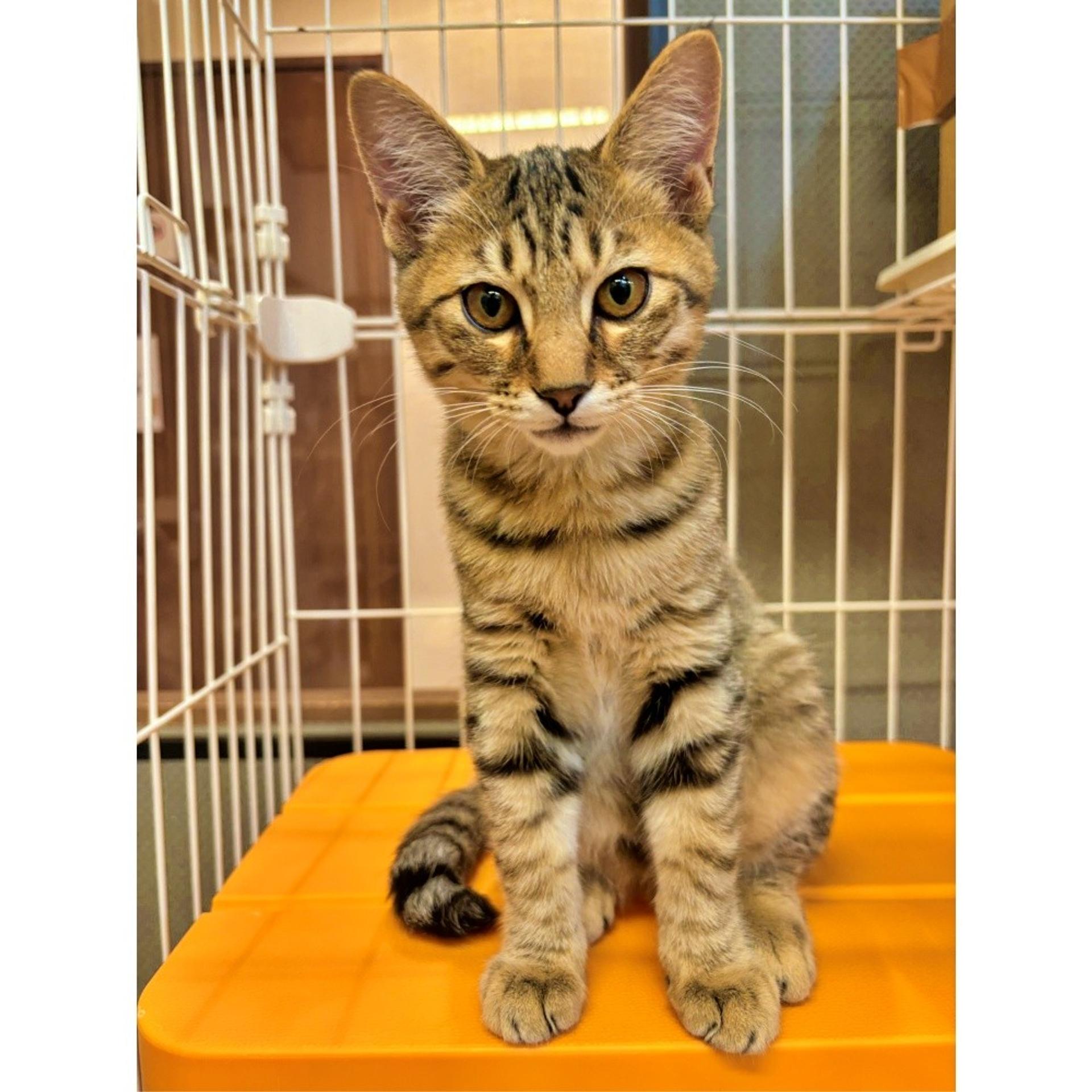 pet-image-3