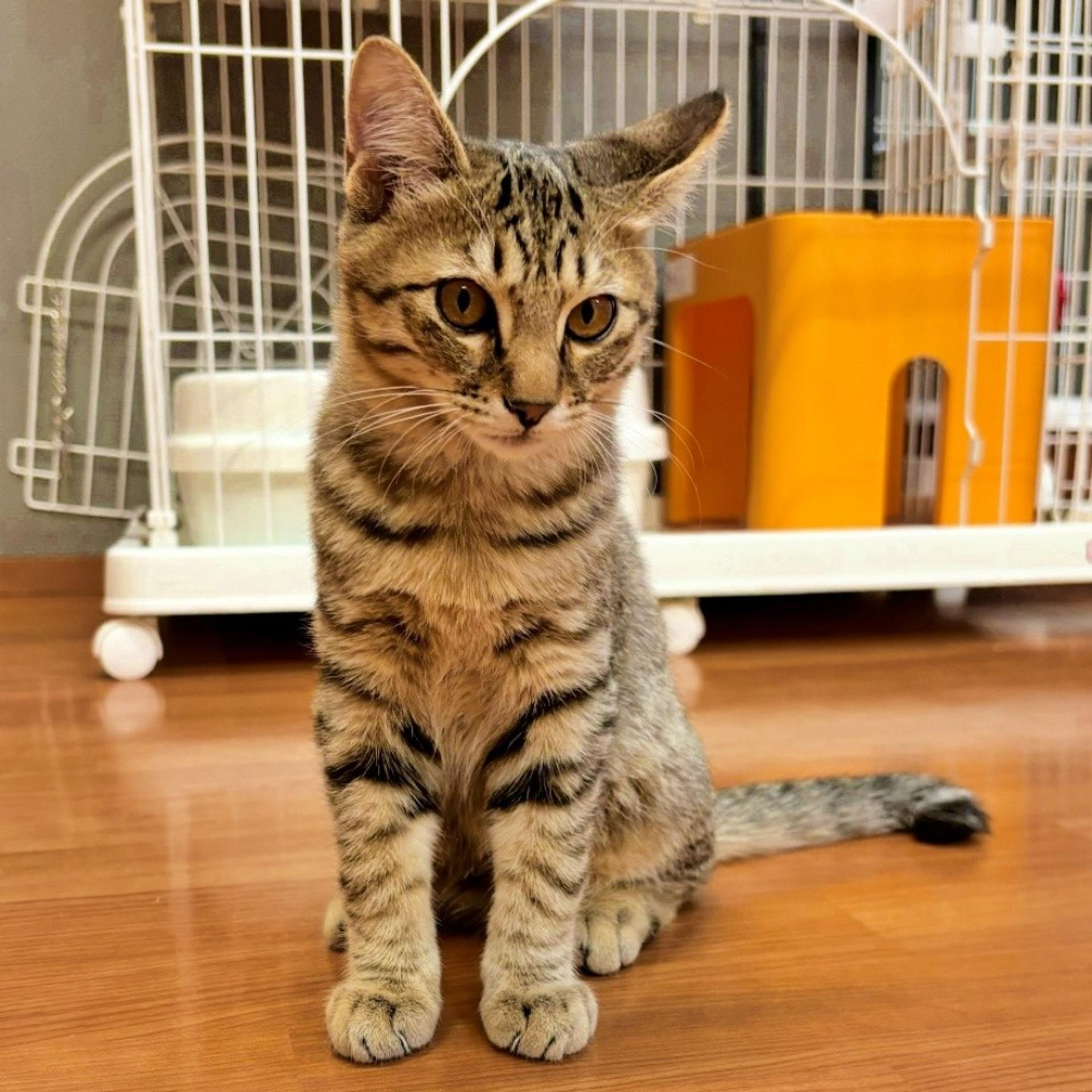 pet-image-4