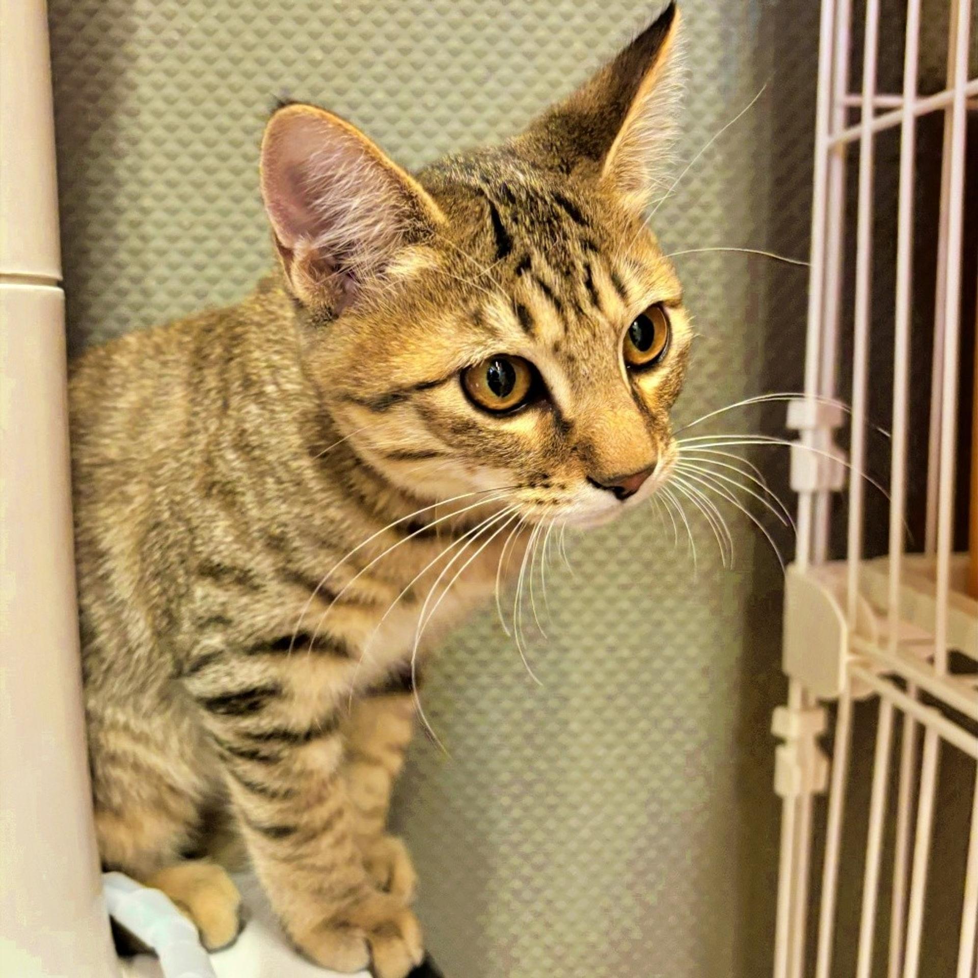 pet-image-5