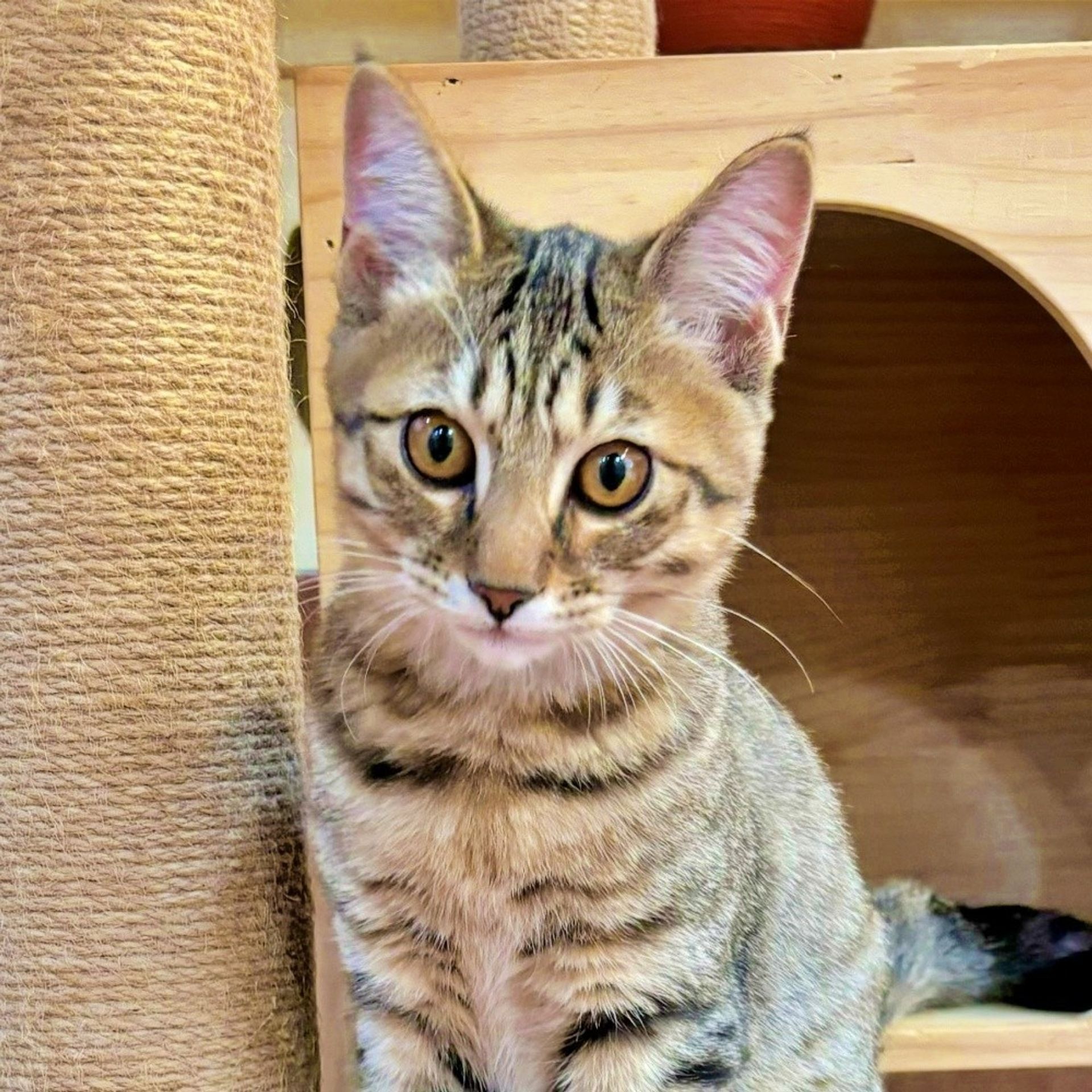 雑種（ミックス猫）・オスの里親募集の写真