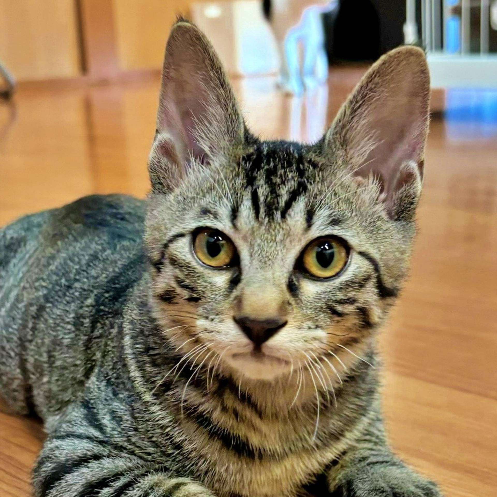 雑種（ミックス猫）・オスの里親募集の写真