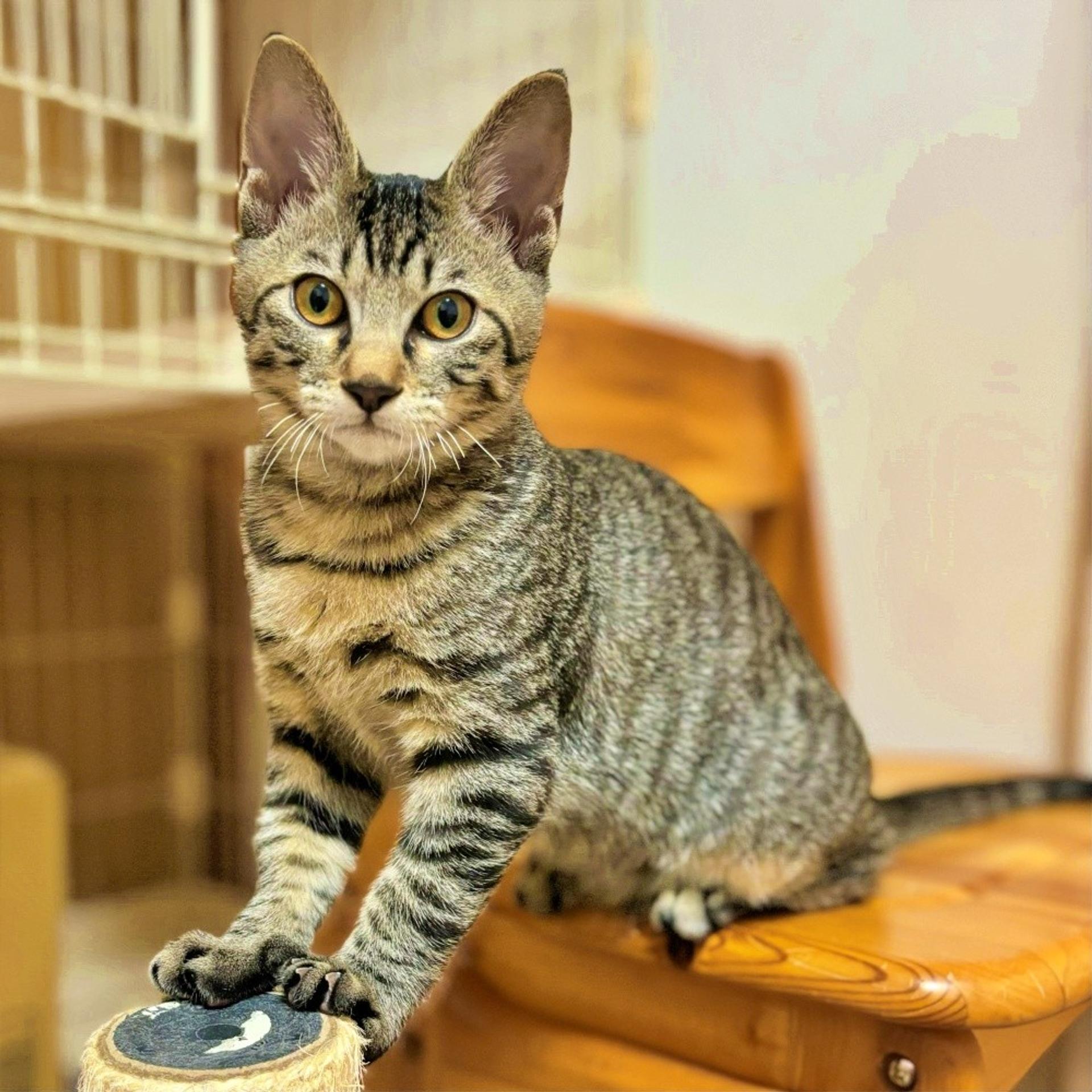 pet-image-2
