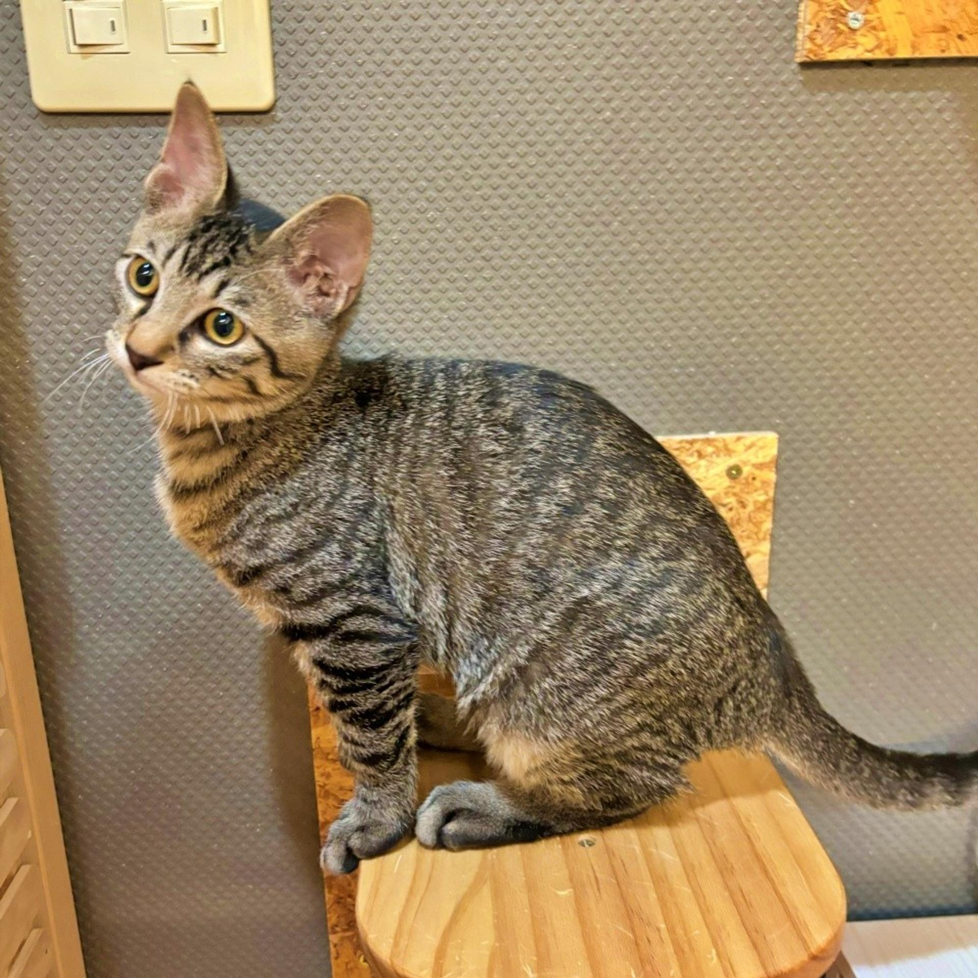 pet-image-3