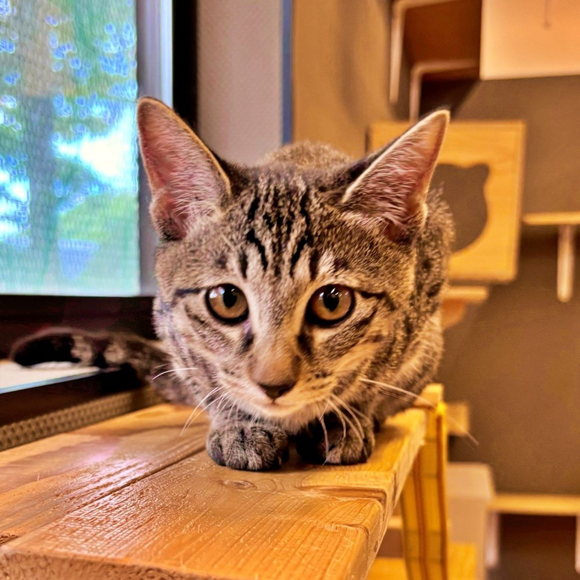 雑種（ミックス猫）・メスの里親募集の写真