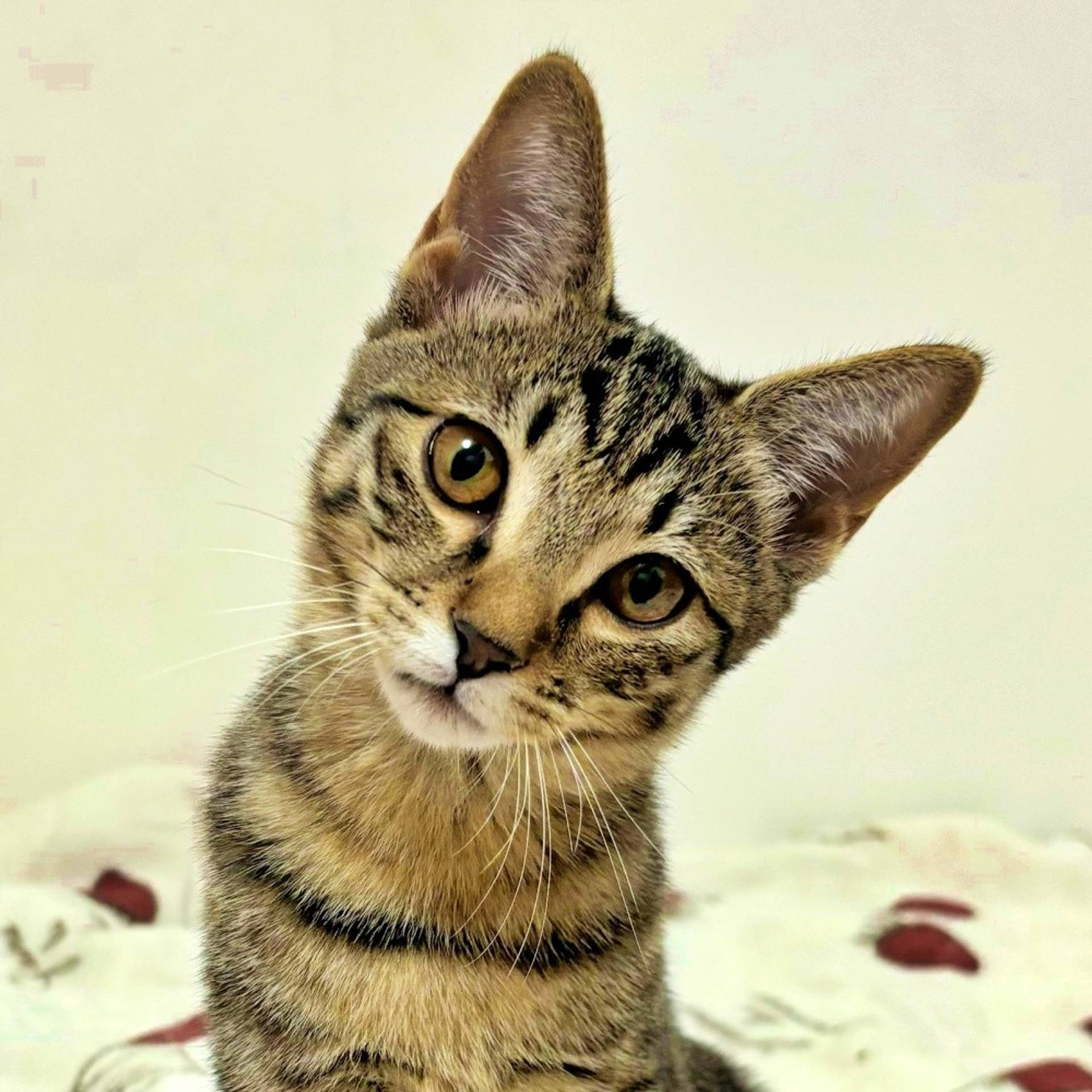 雑種（ミックス猫）・メスの里親募集の写真