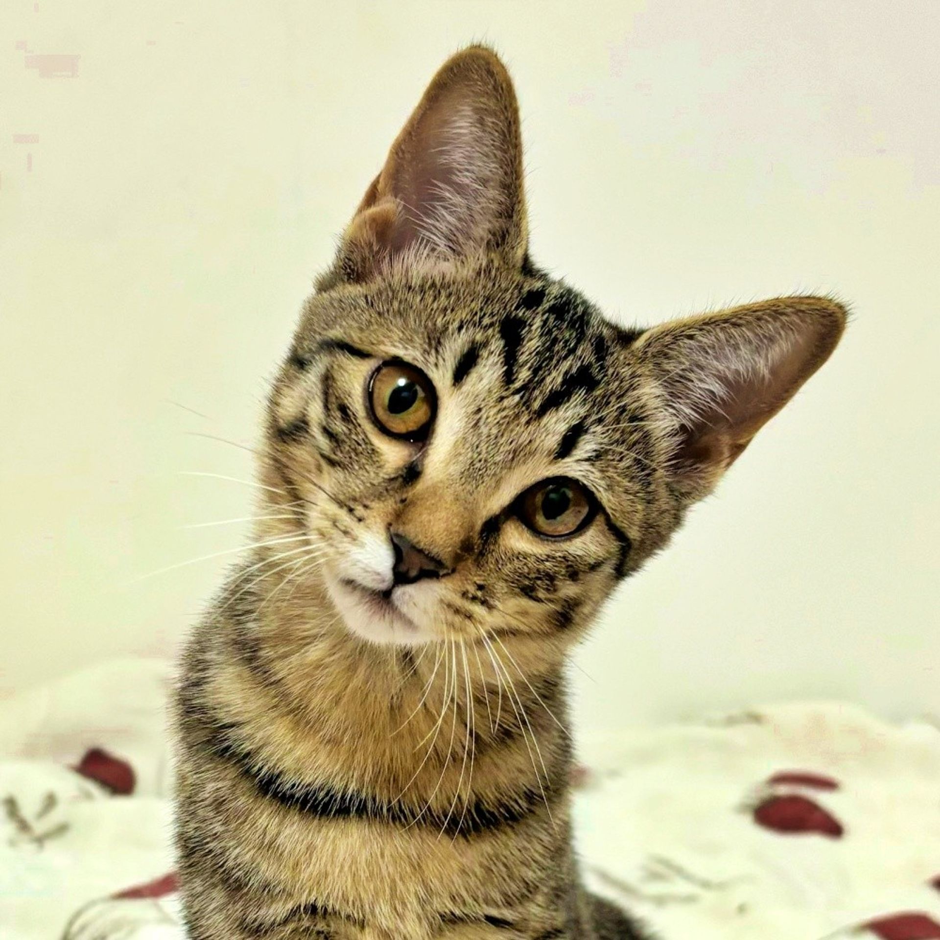 雑種（ミックス猫）・メスの里親募集の写真