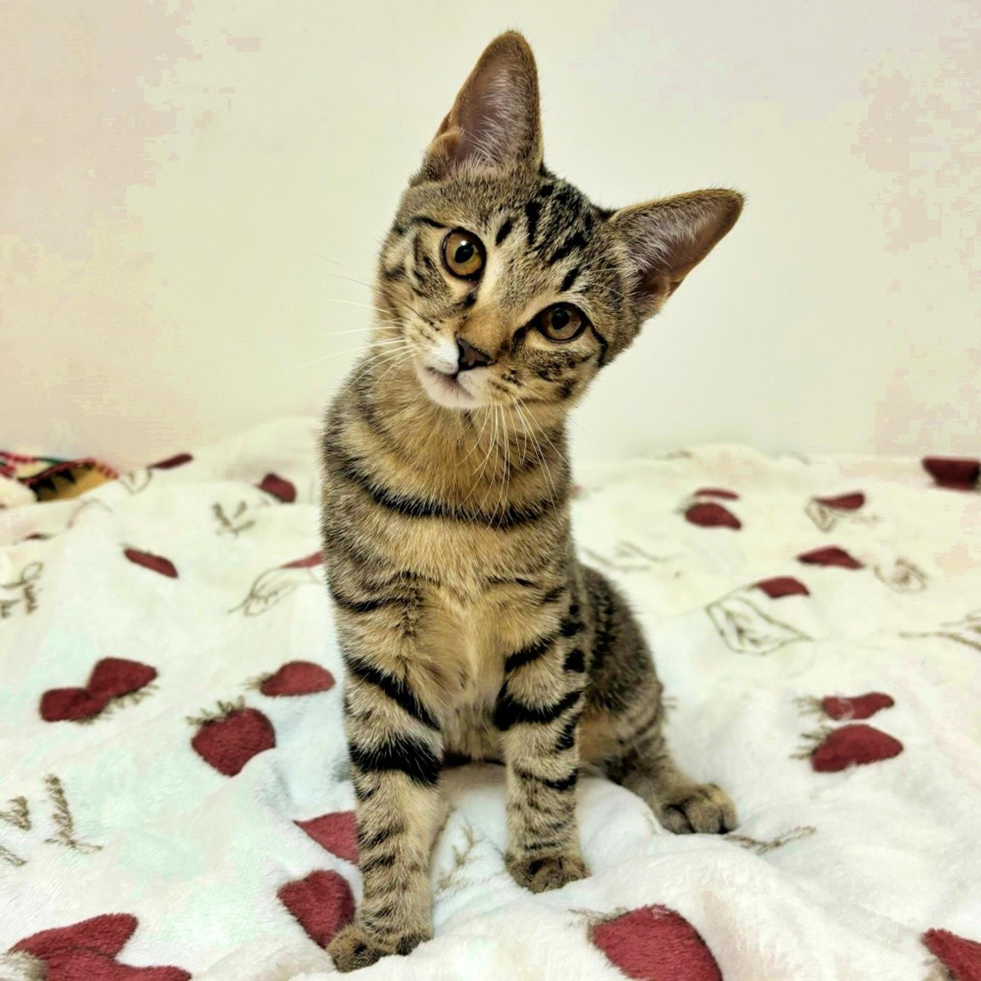 pet-image-4