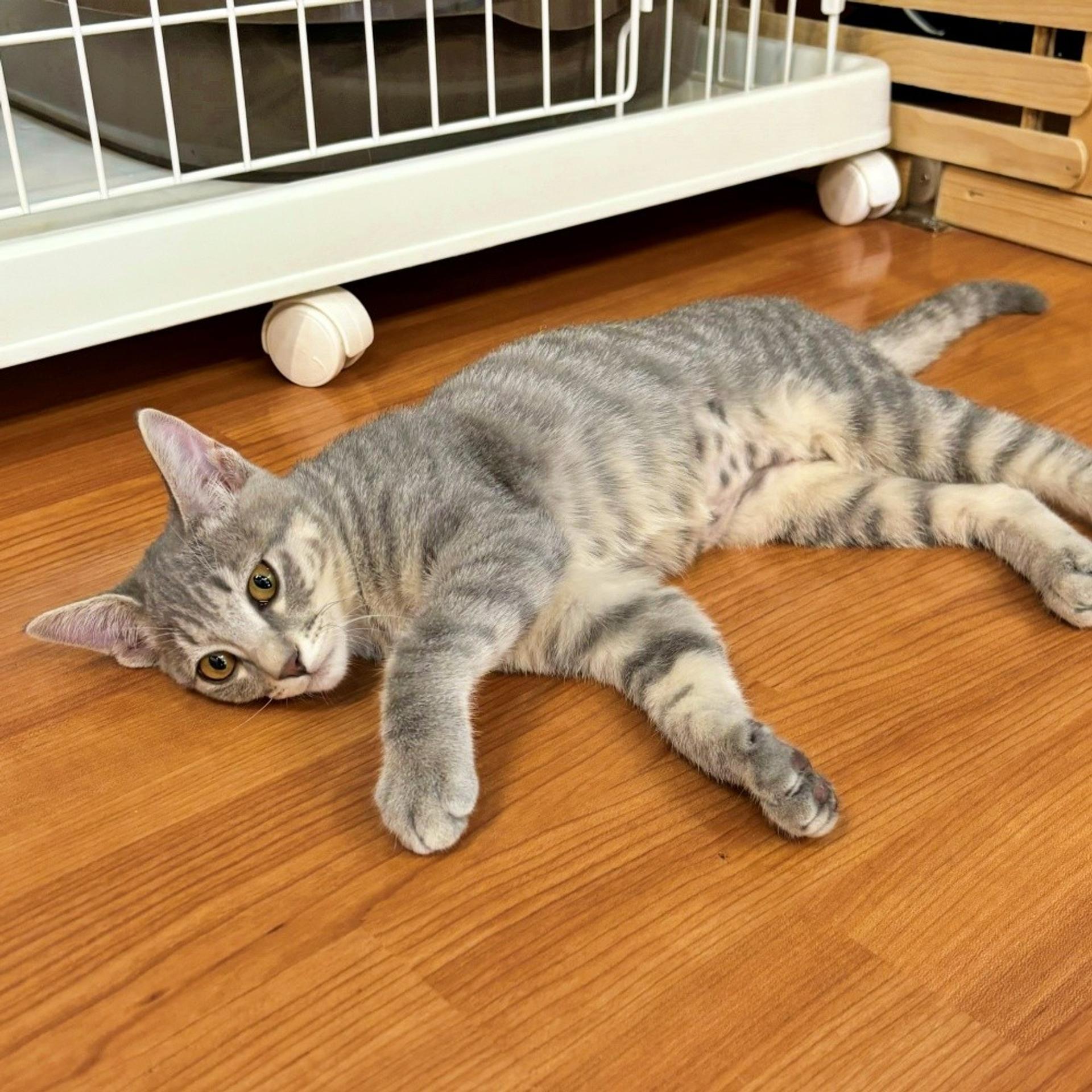 pet-image-3