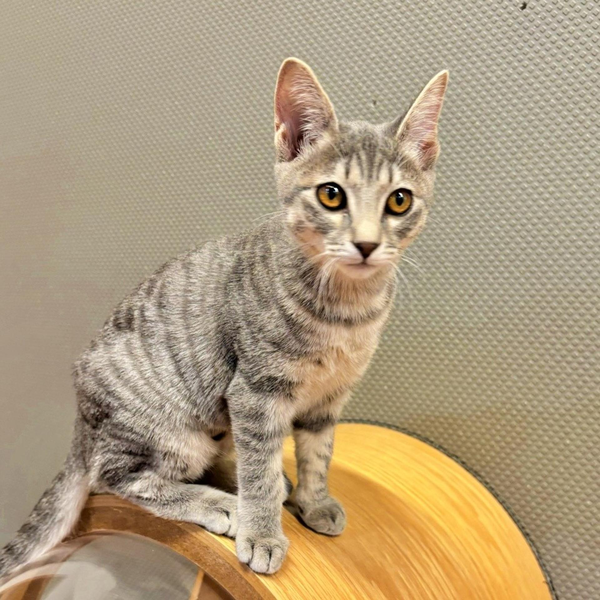 pet-image-4