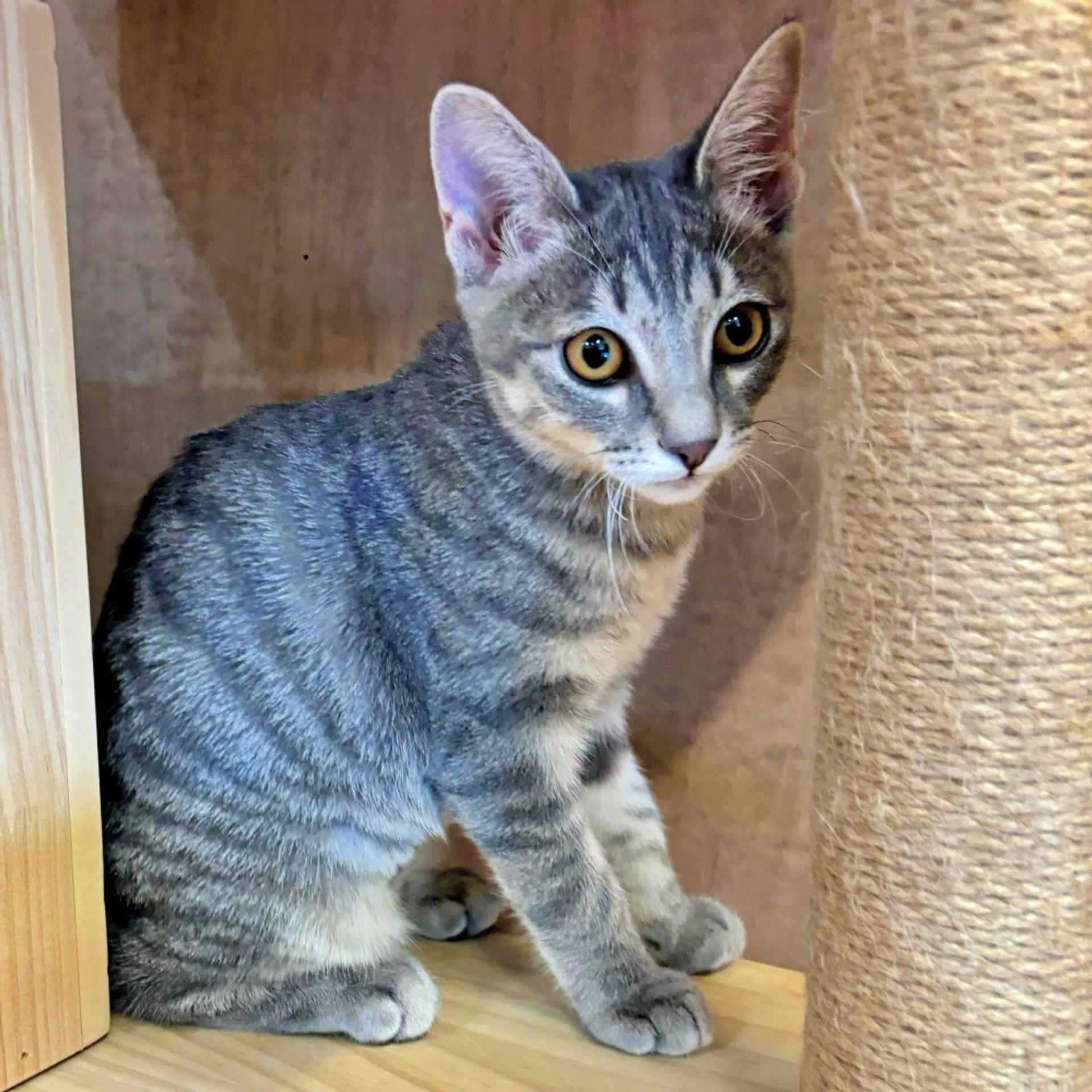 pet-image-5
