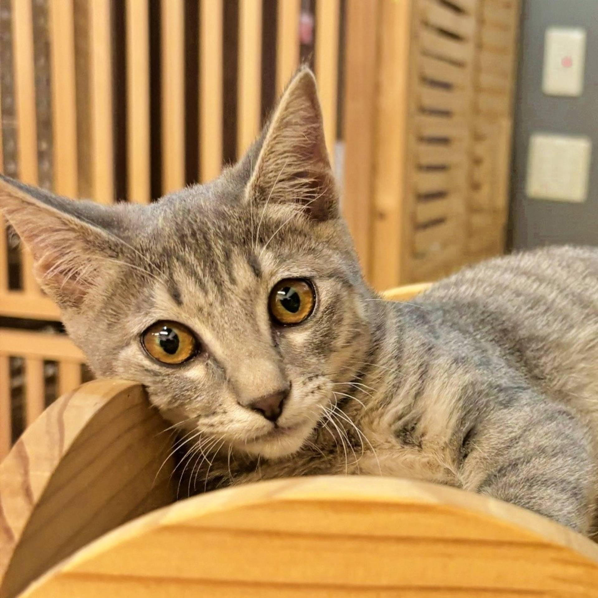 雑種（ミックス猫）・メスの里親募集の写真