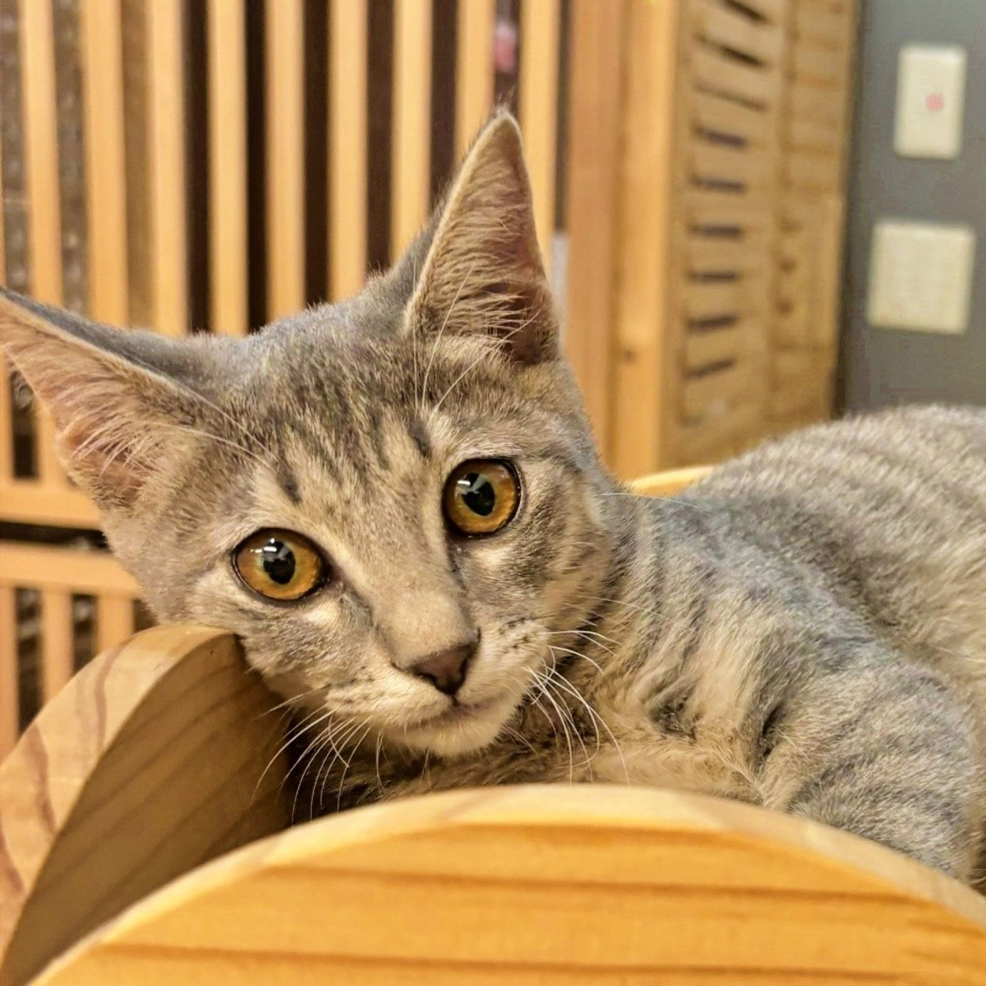 雑種（ミックス猫）・メスの里親募集の写真