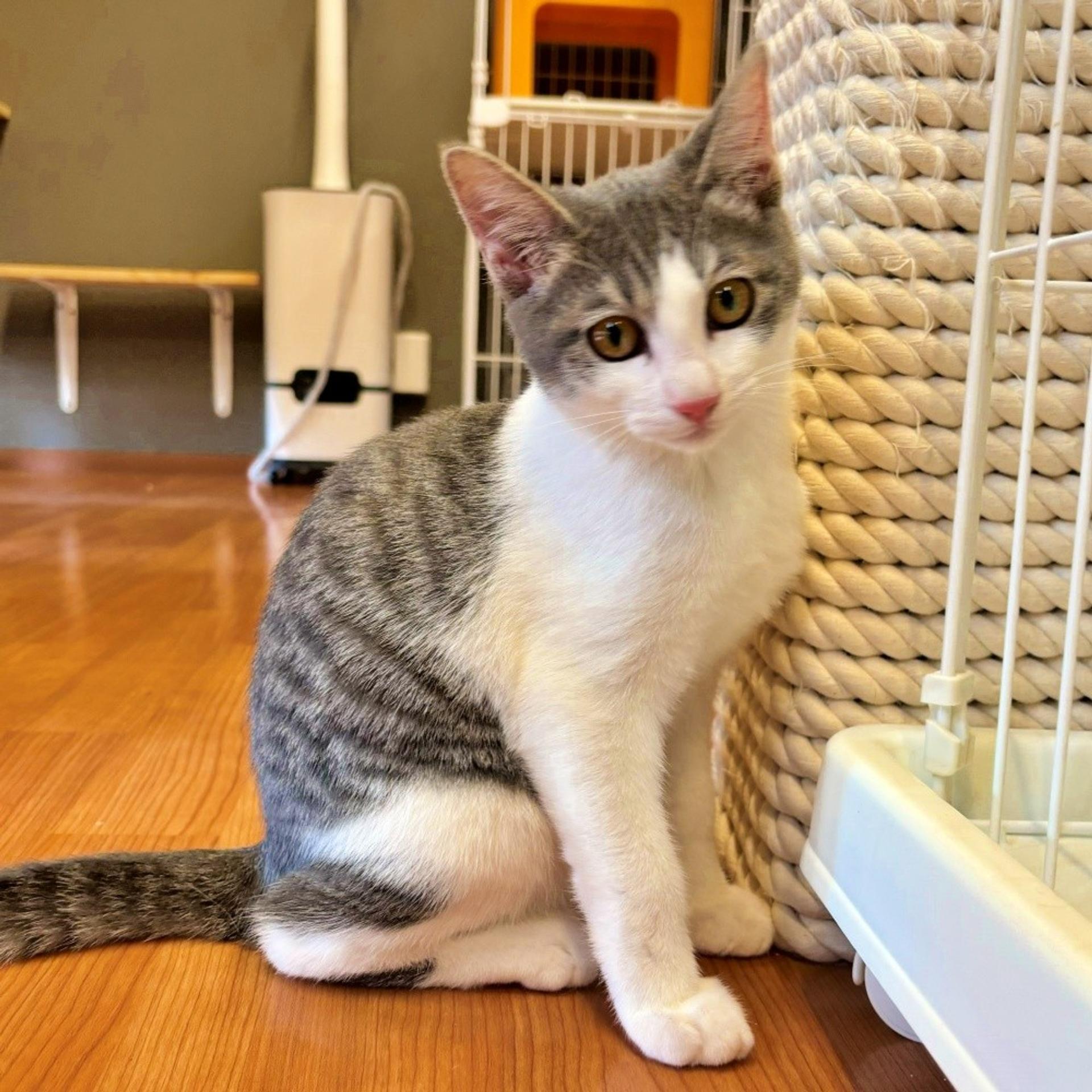 pet-image-2
