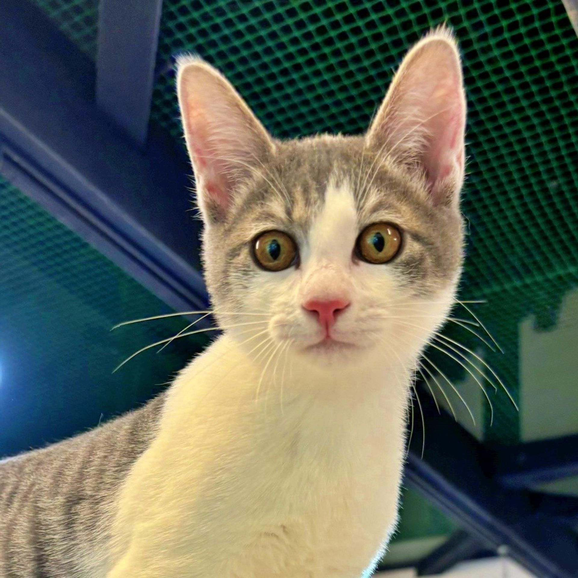 雑種（ミックス猫）・オスの里親募集の写真