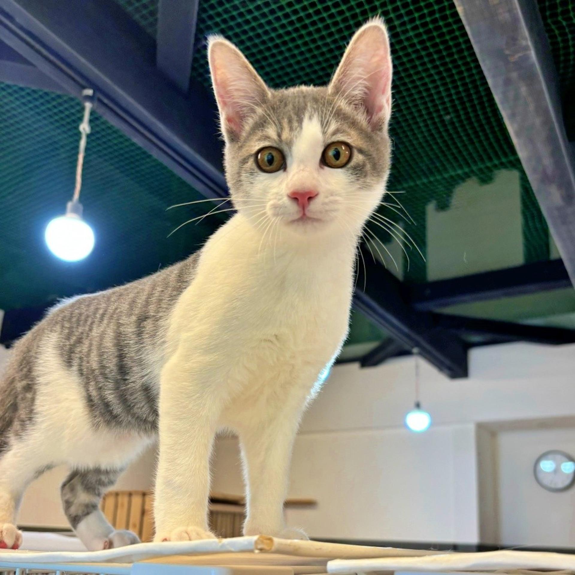 pet-image-5