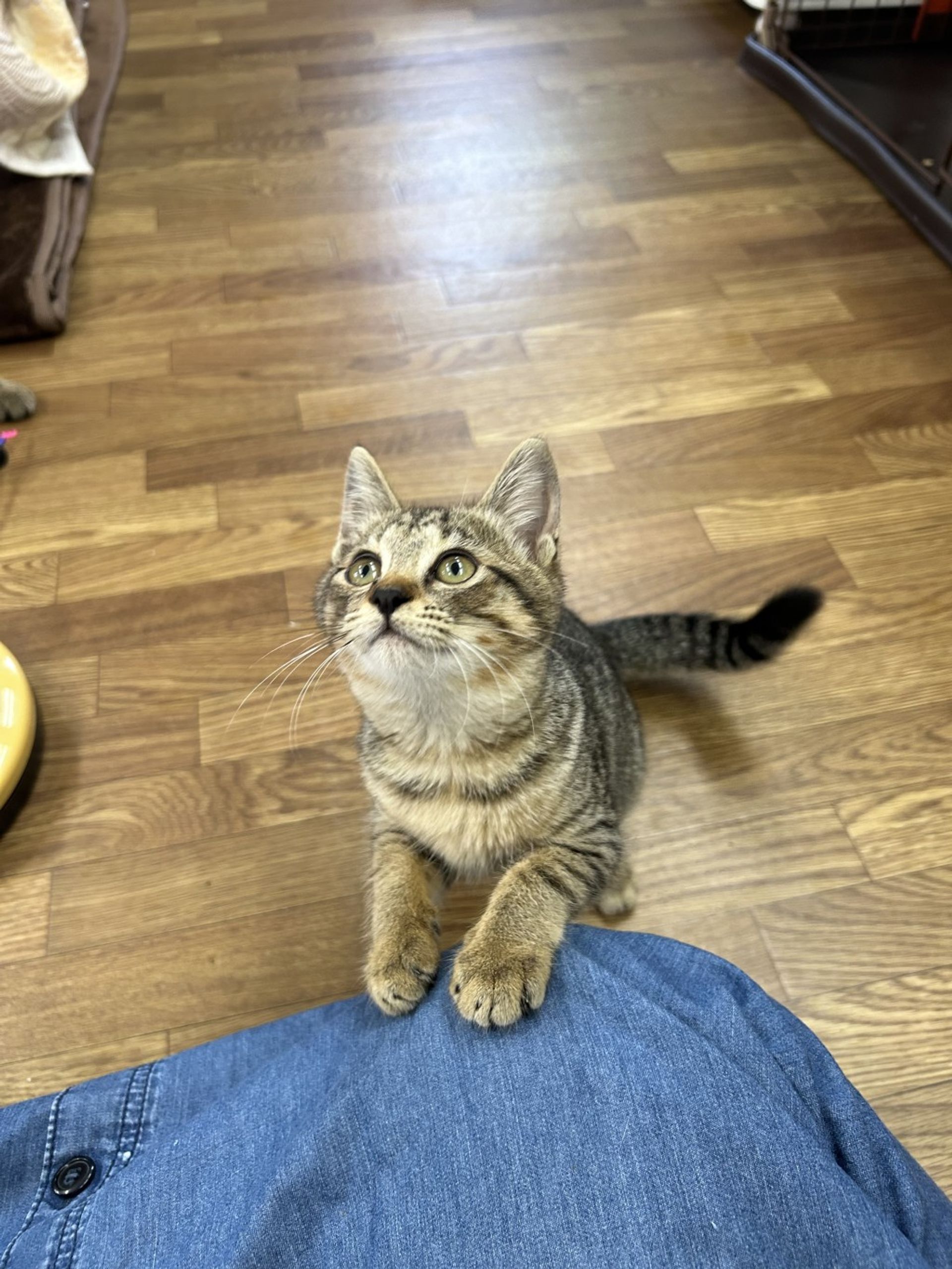 雑種（ミックス猫）・メスの里親募集の写真