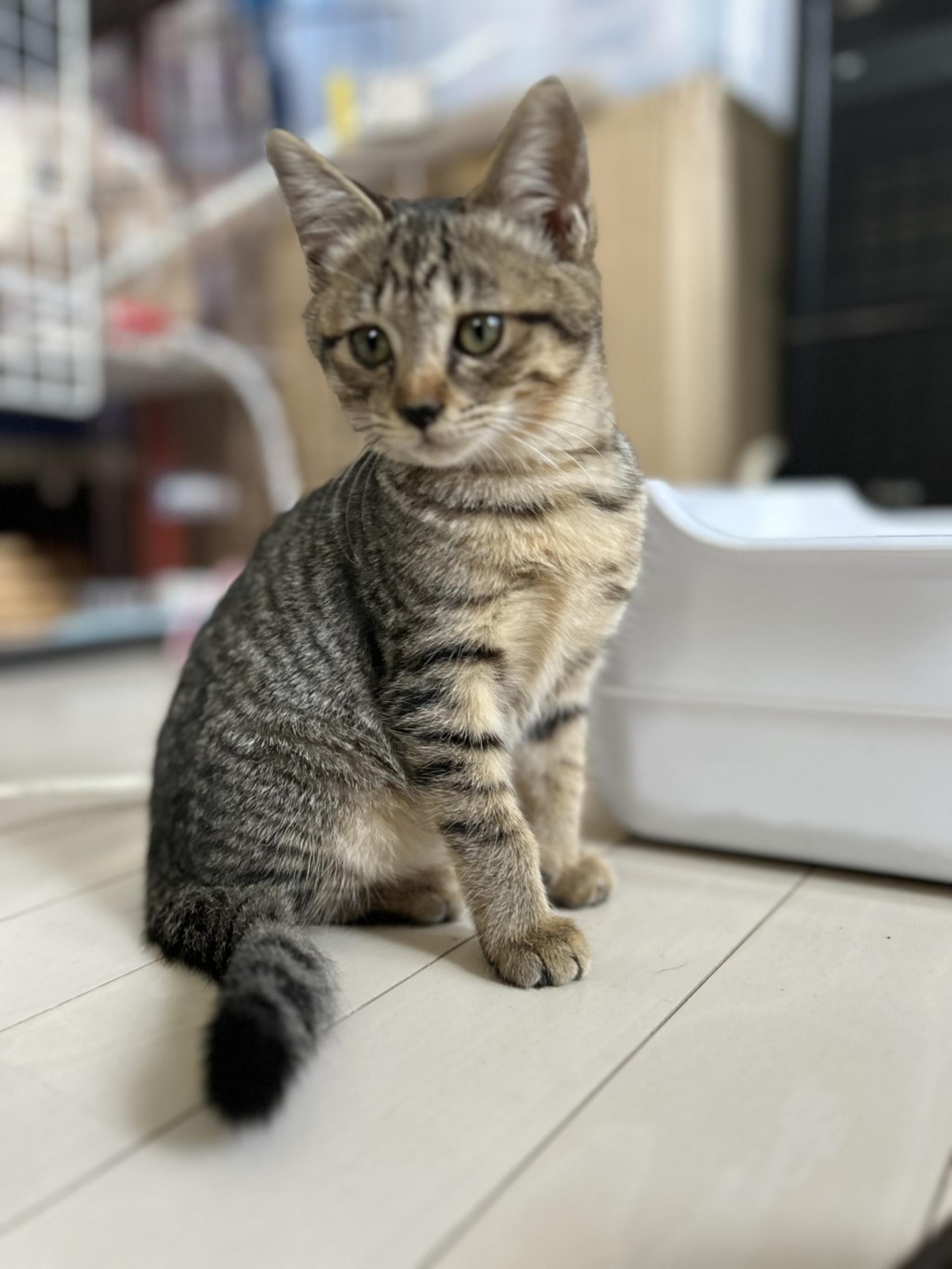 pet-image-2