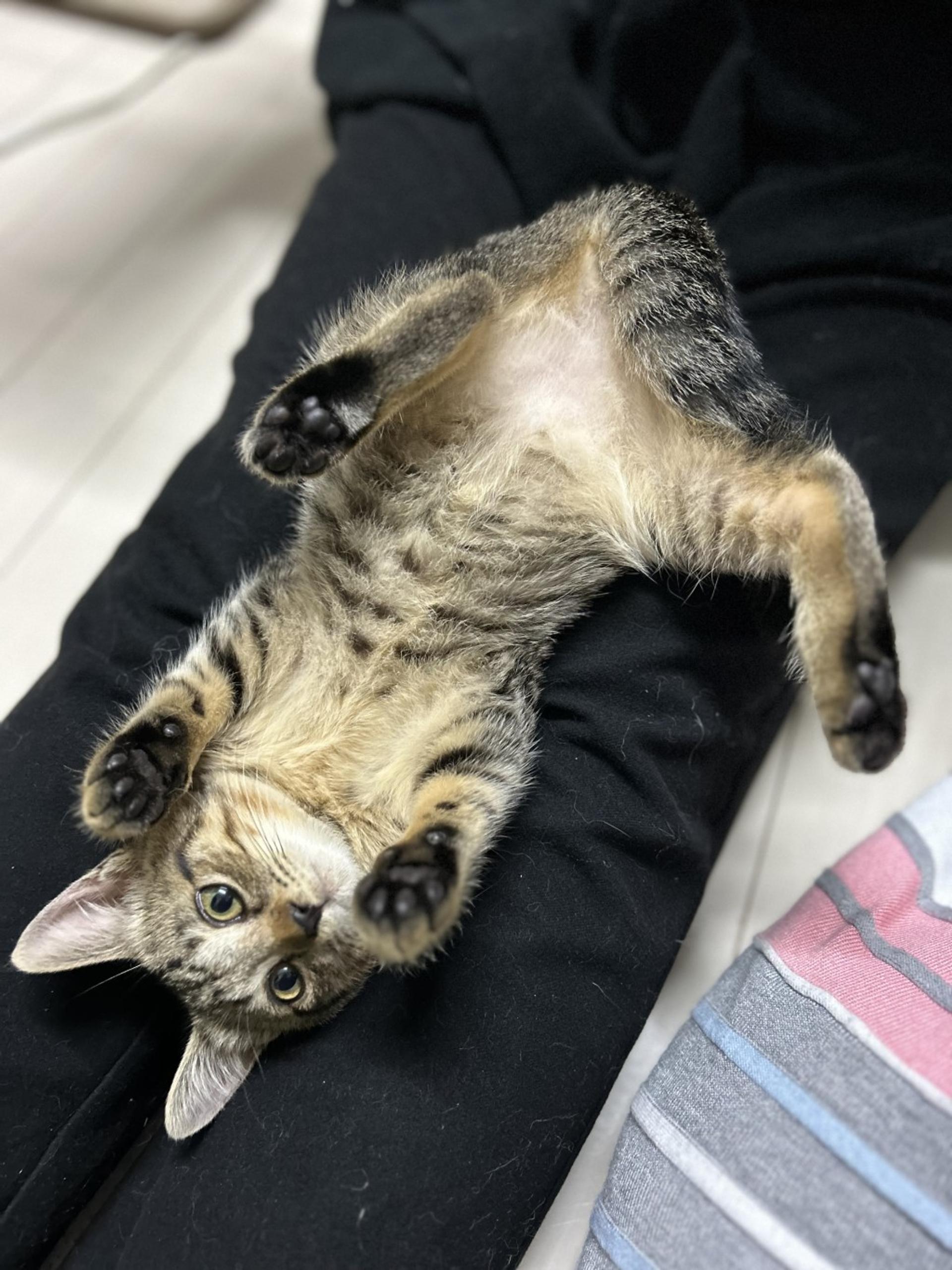 pet-image-3