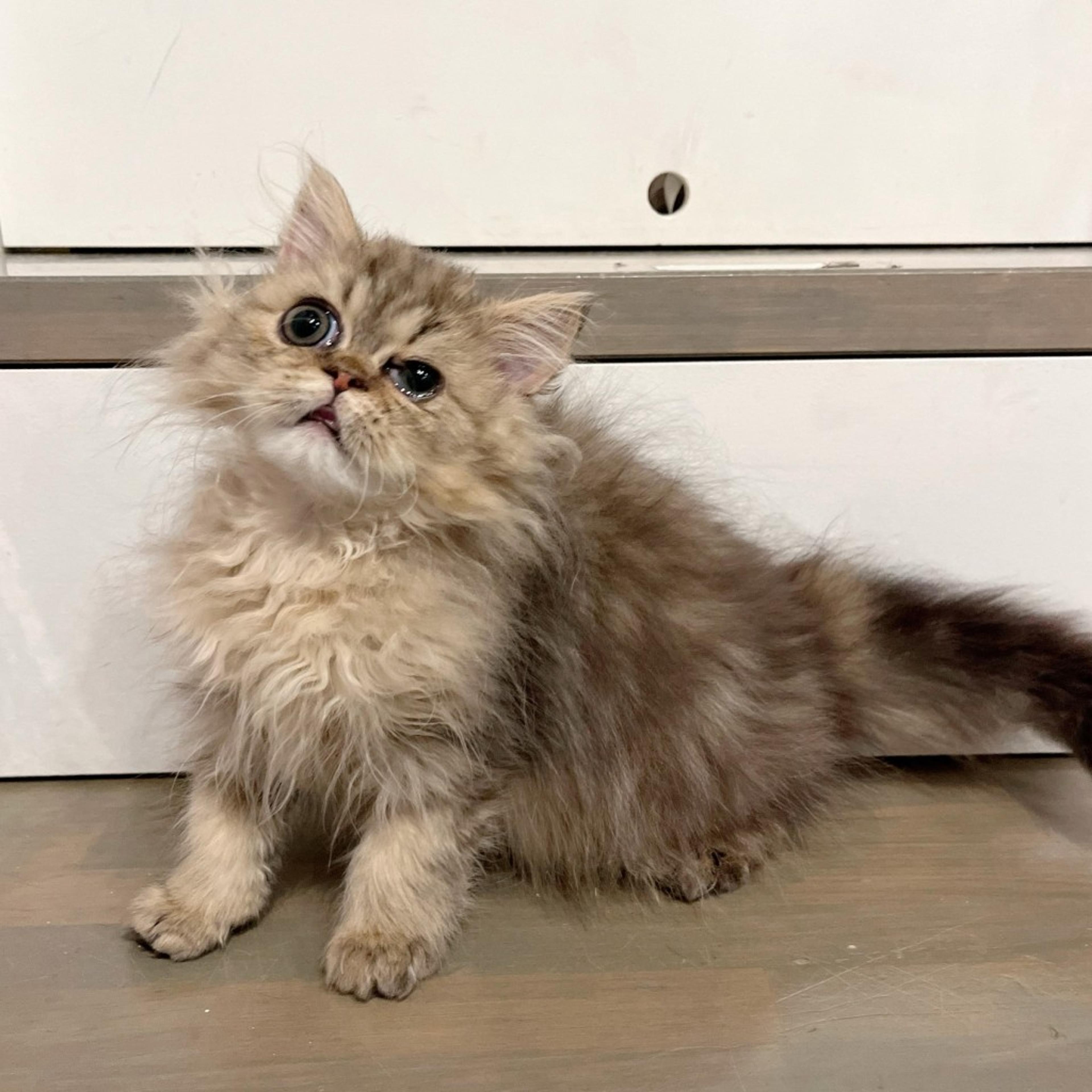 pet-image-5