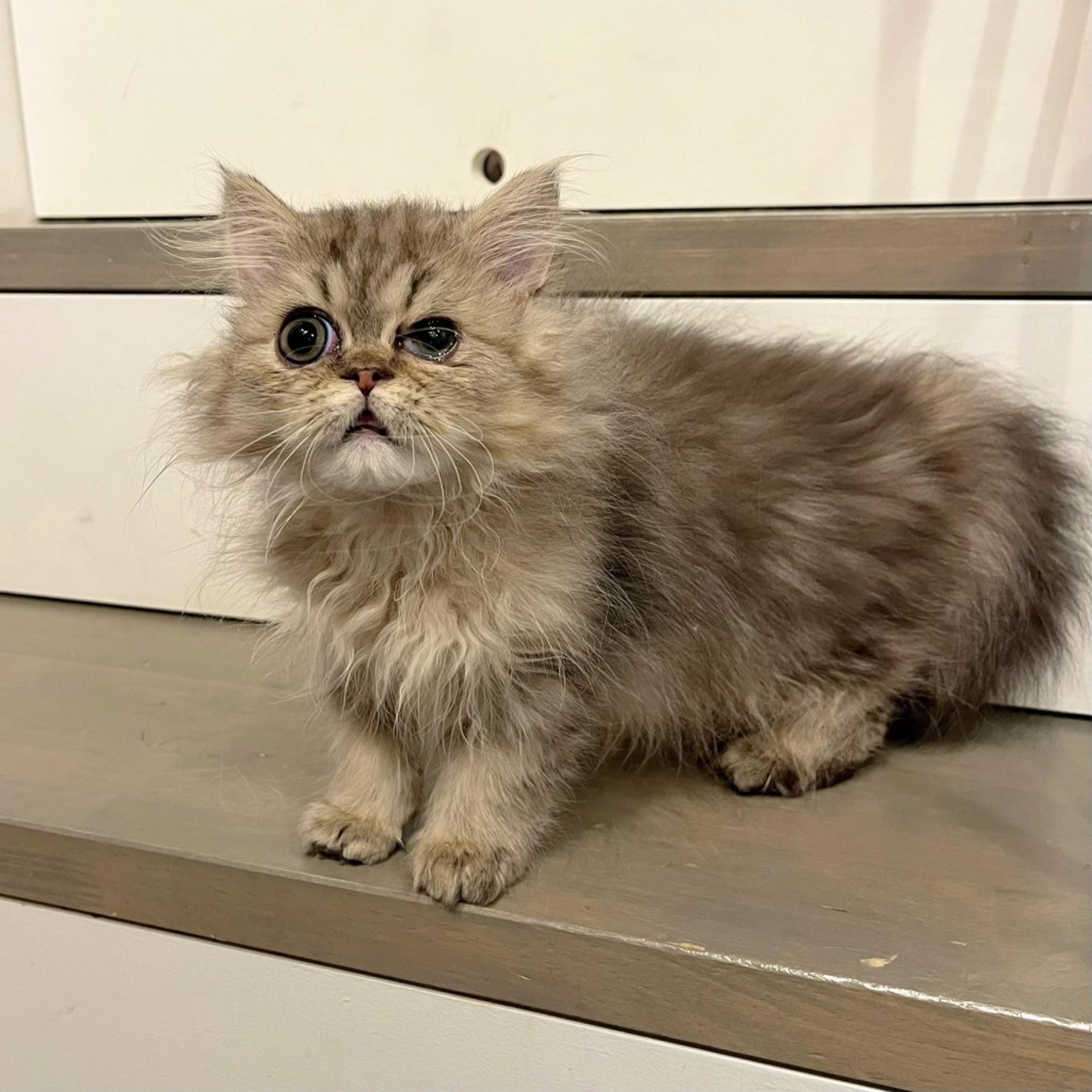pet-image-6