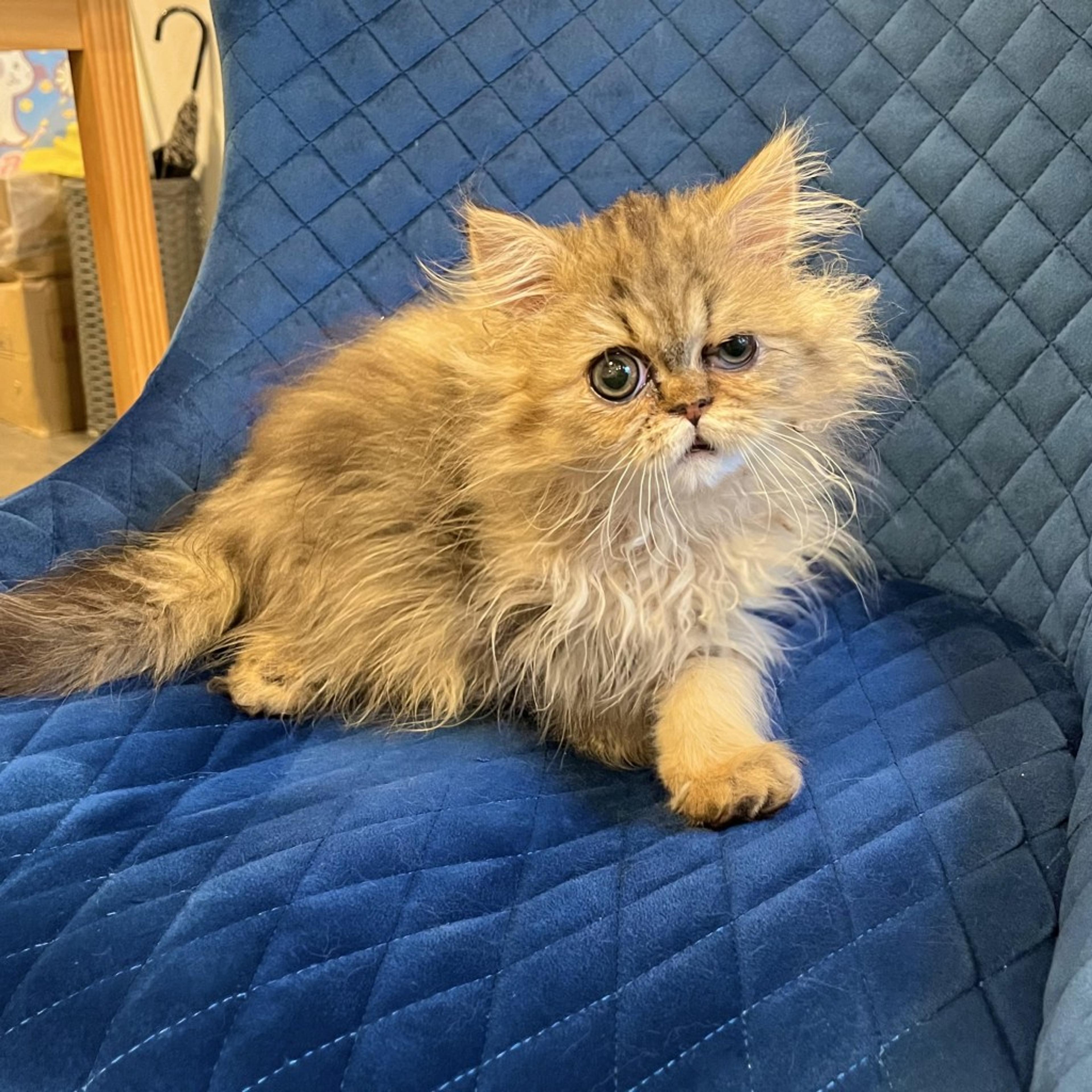 pet-image-3
