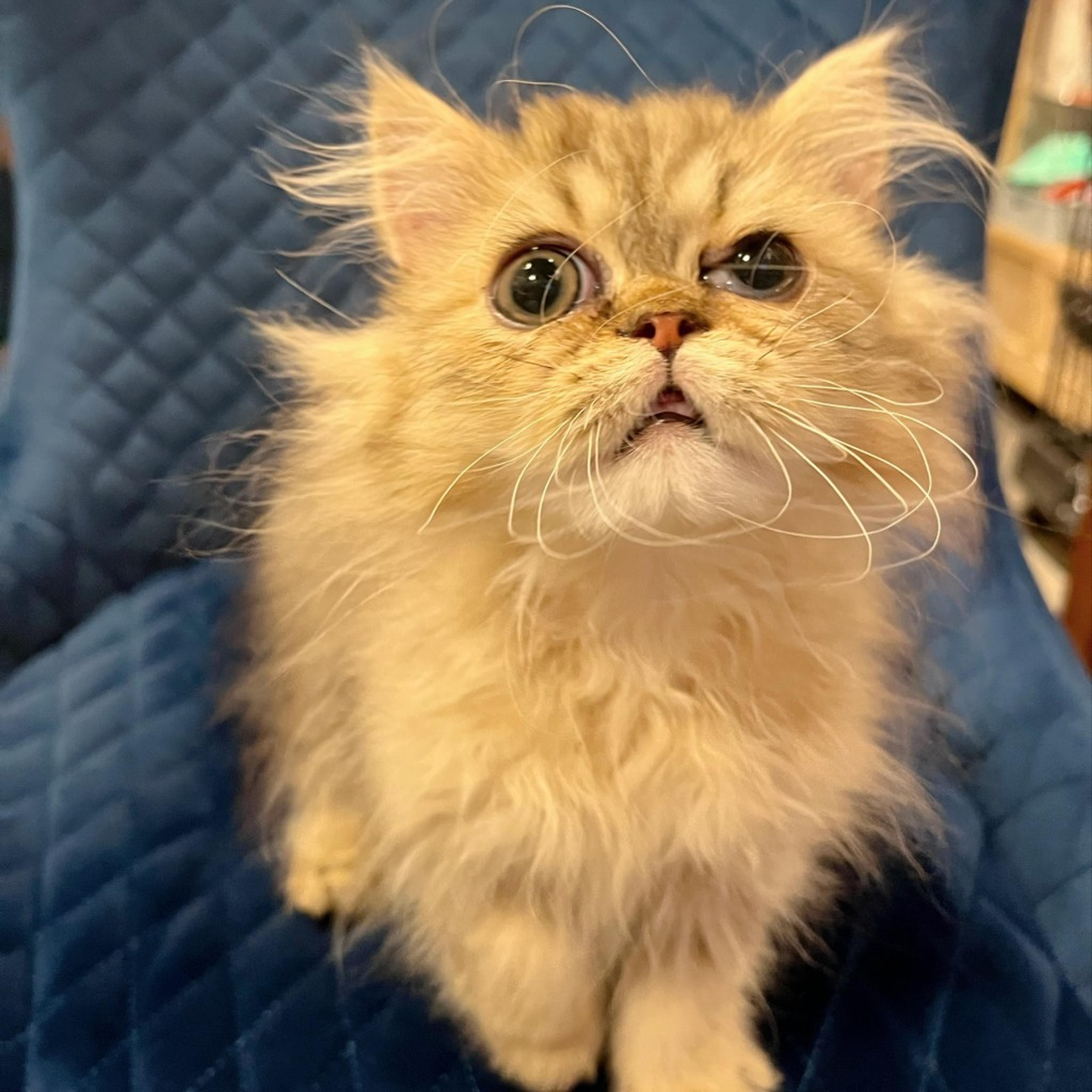 pet-image-4